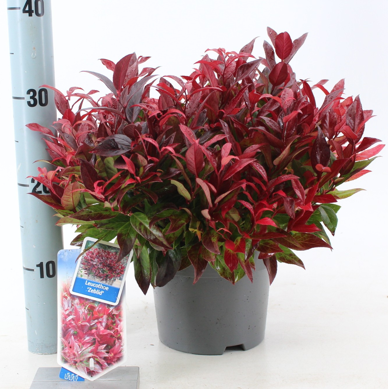 Picture of Leucothoe Zeblid P17 (2 Ltr)