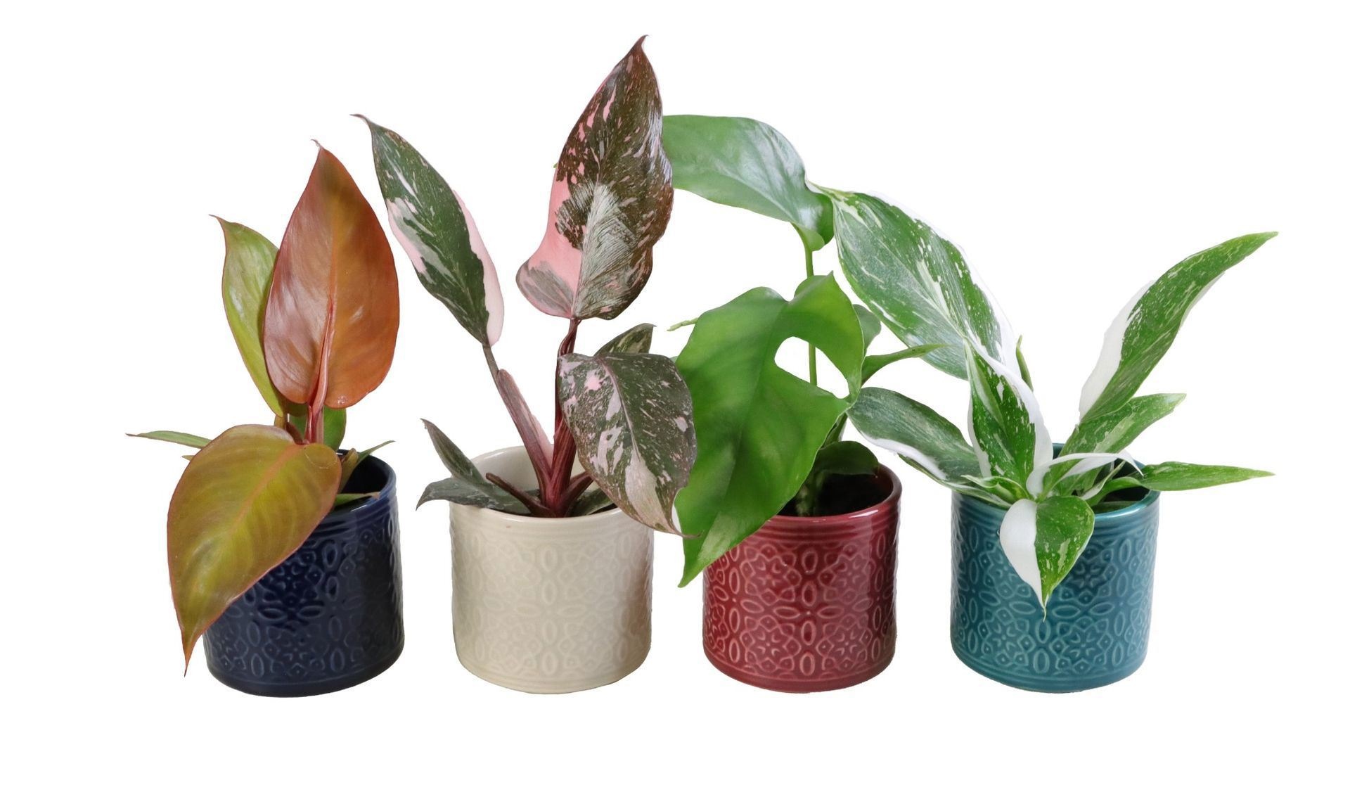 Philodendron L 65638 with Philodendron Mix