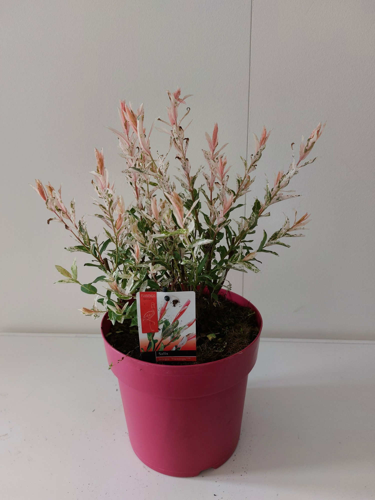 Picture of Salix Flamingo bush p23 Pink pot