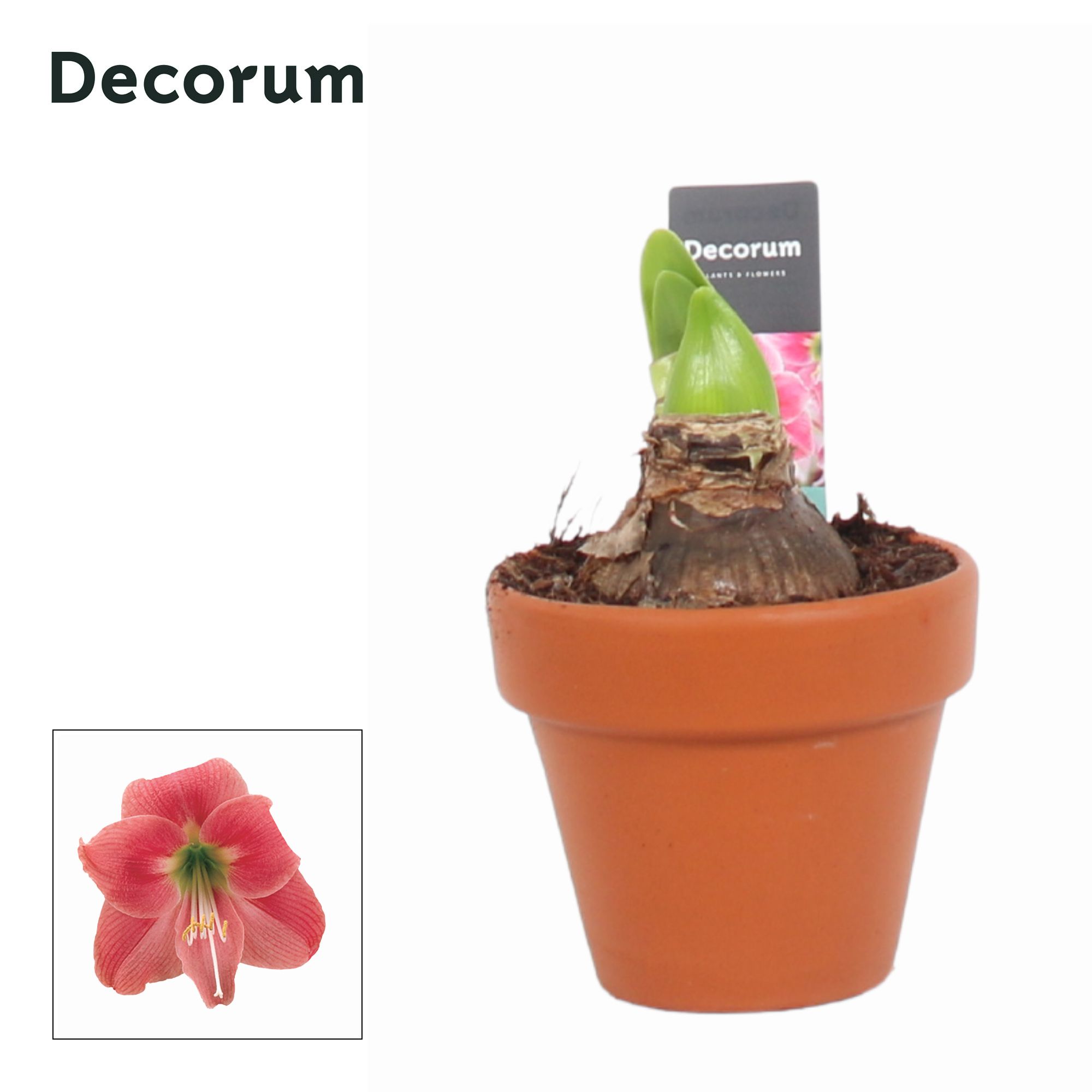 Amaryllis Kolibri Amalfi 2 Knop Terracotta Op (dec