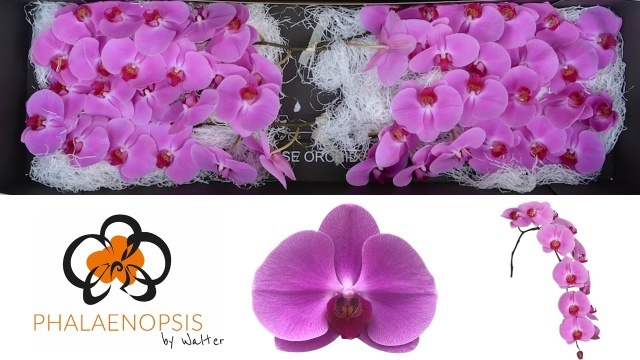 Phalaenopsis Happy Valentina Per Bloom