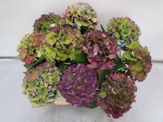 Hydrangea Royal Palace Classic 40cm 15Ø