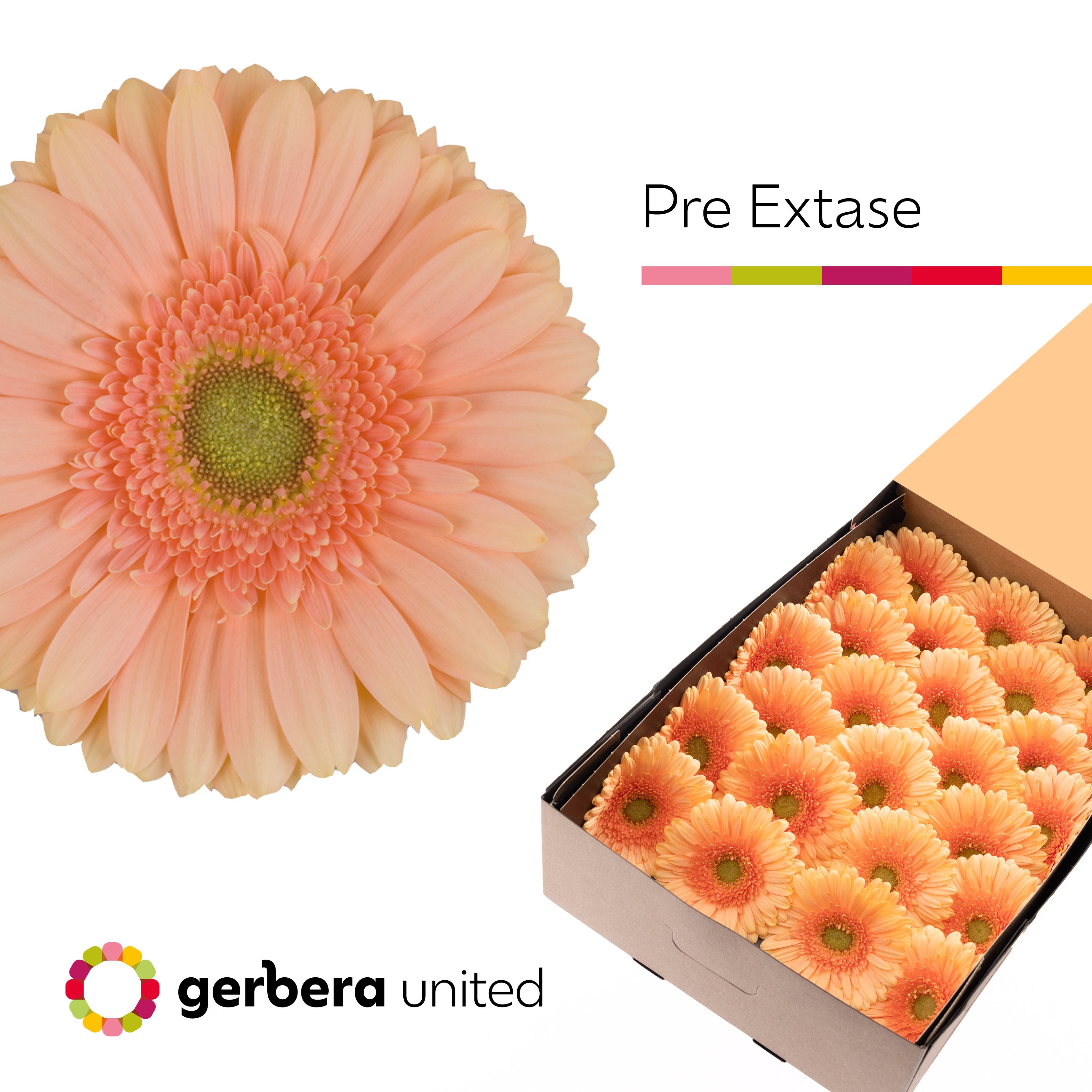Ge Gr Pre - Extase