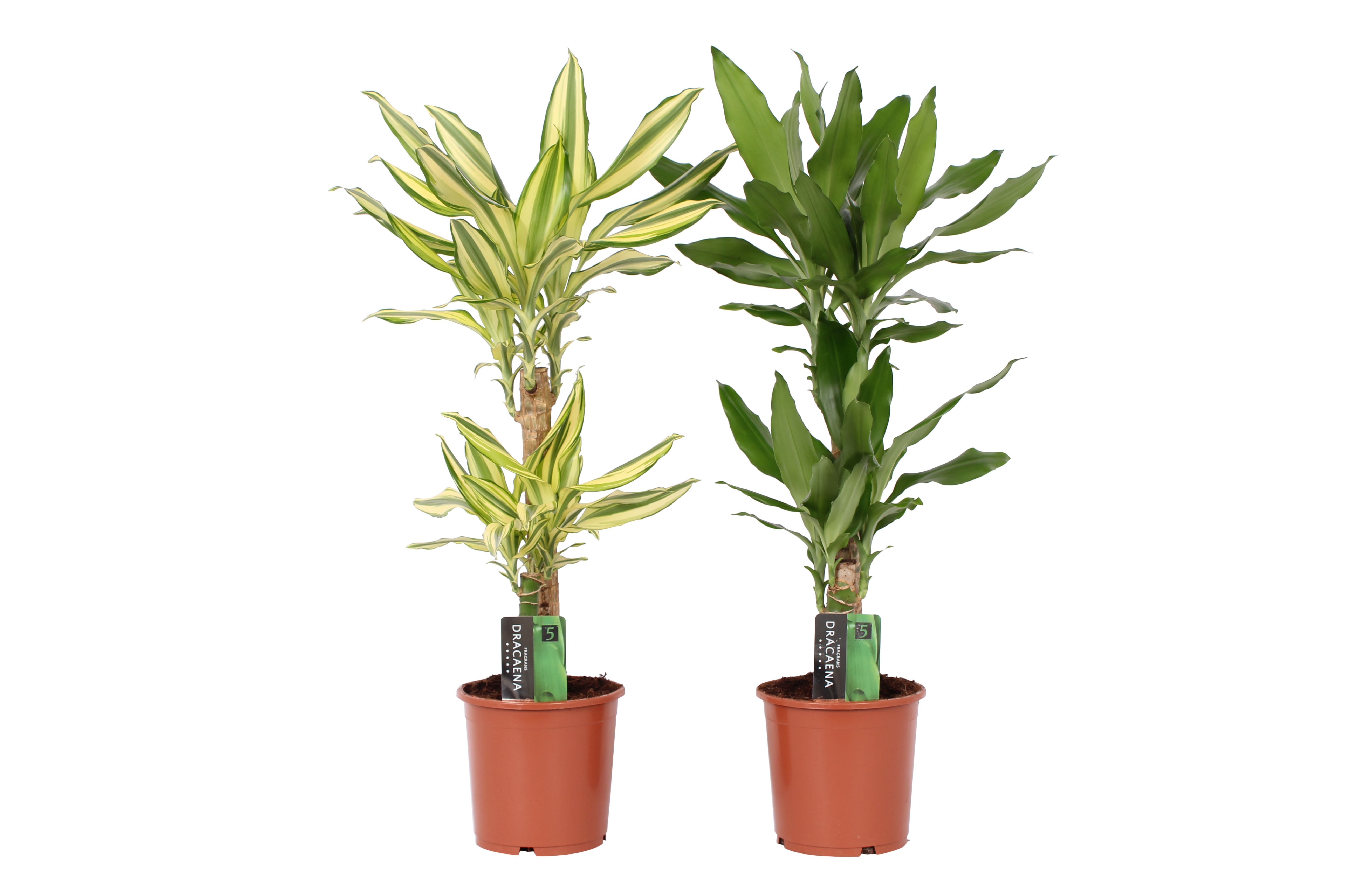 Dracaena 2 color mix, pot