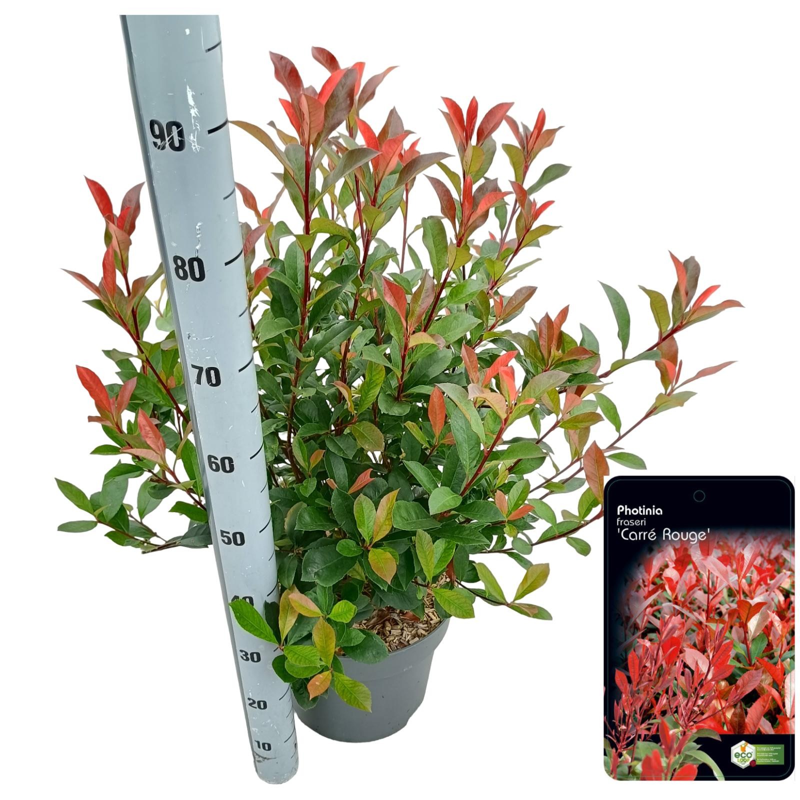 Picture of Photinia fraseri 'Carré Rouge' C10