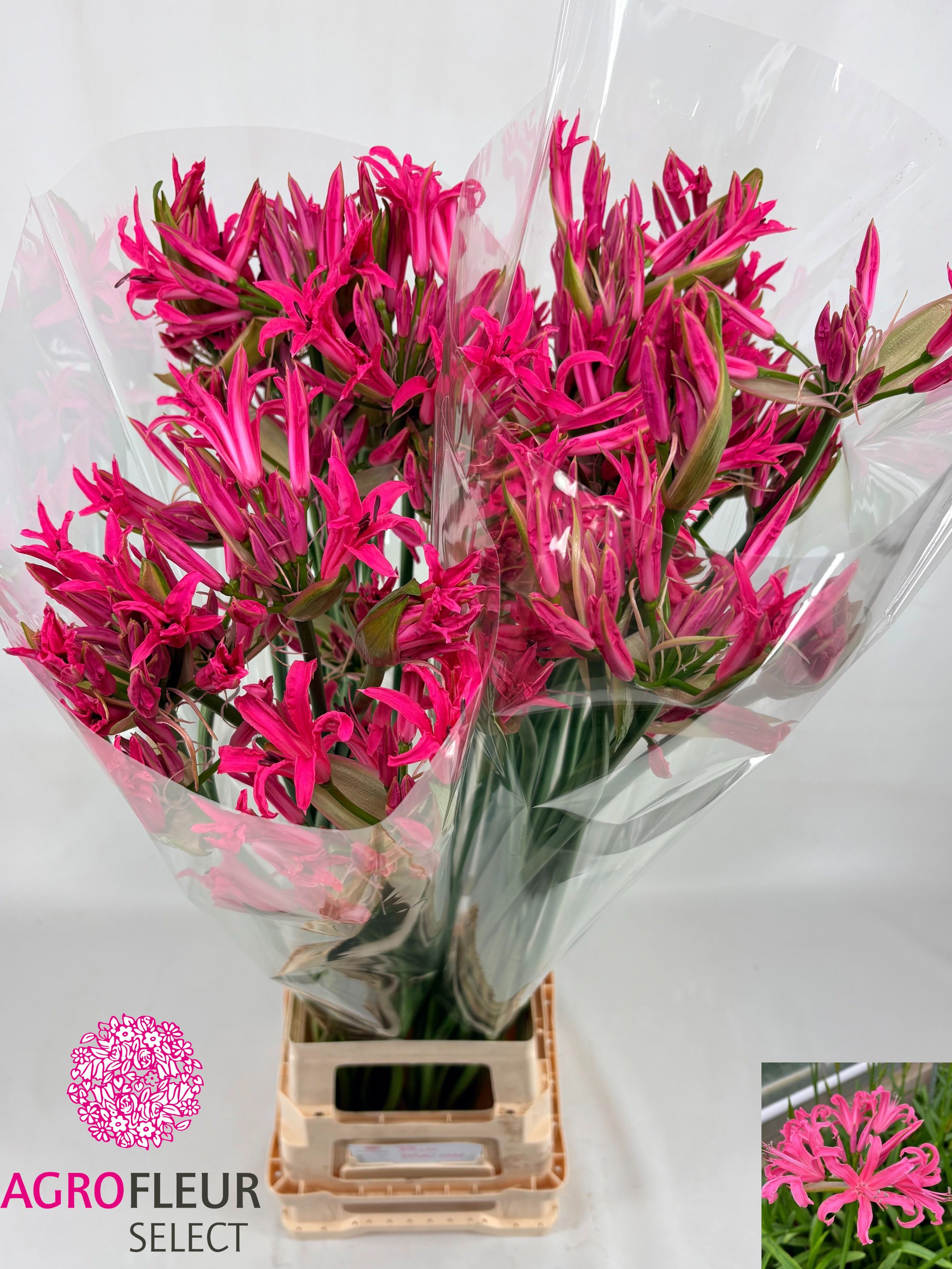 Nerine Asst 80cm