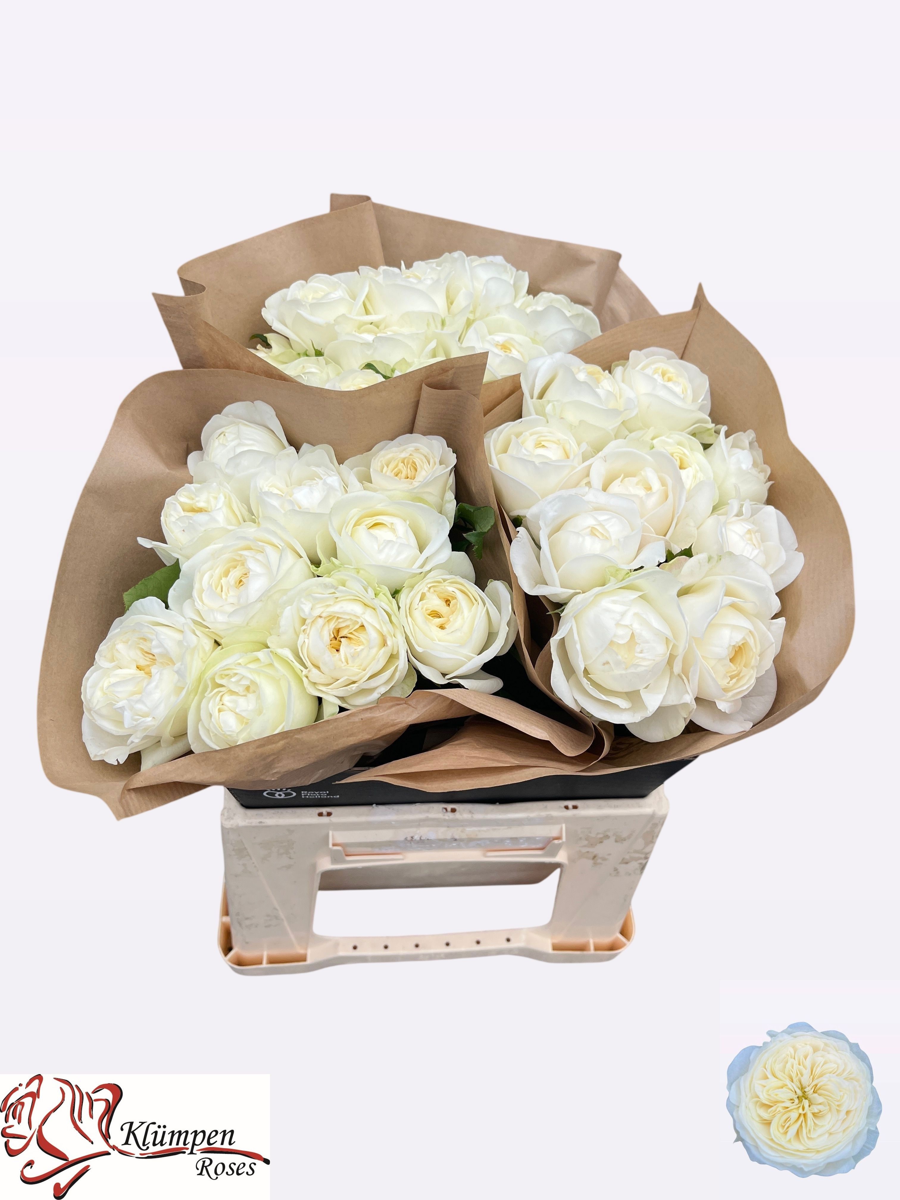 R Gr Chic White!