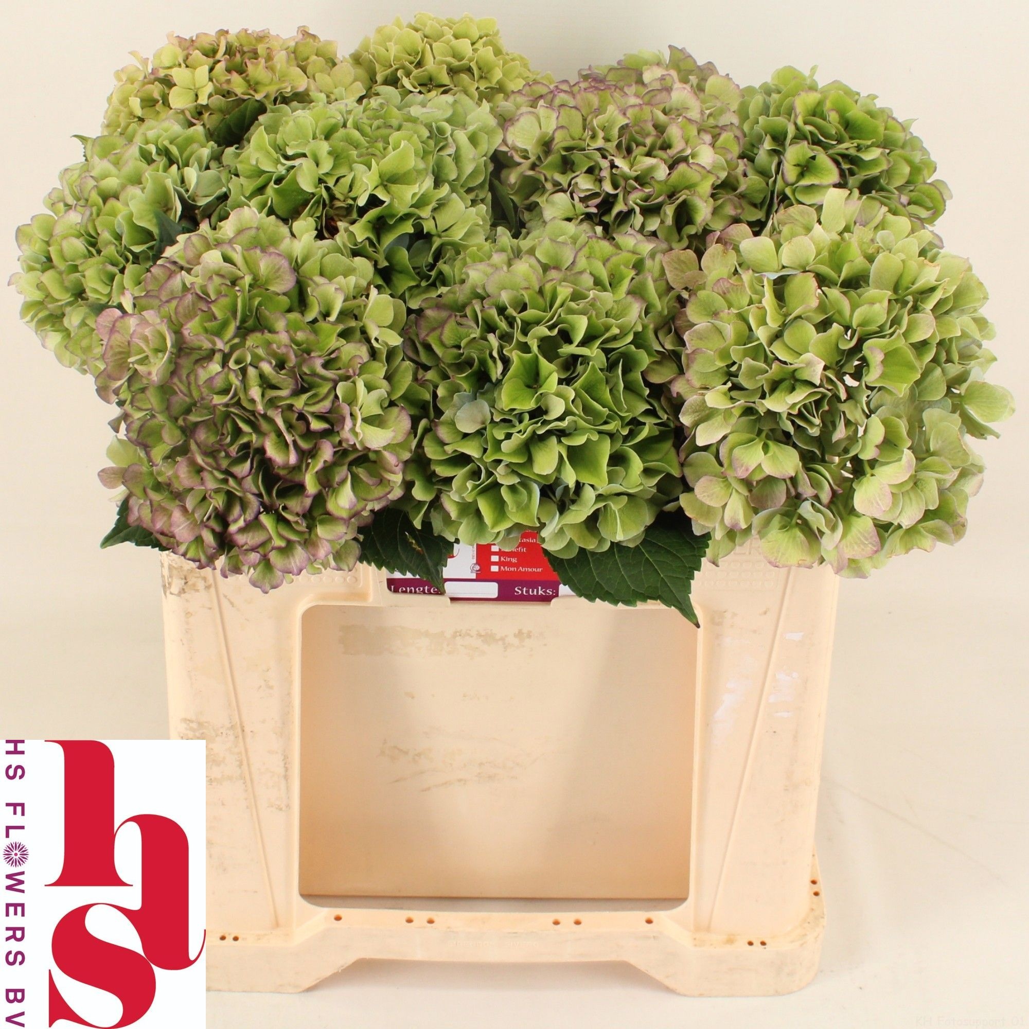 Hydrangea Benefit Classic 50cm 17Ø