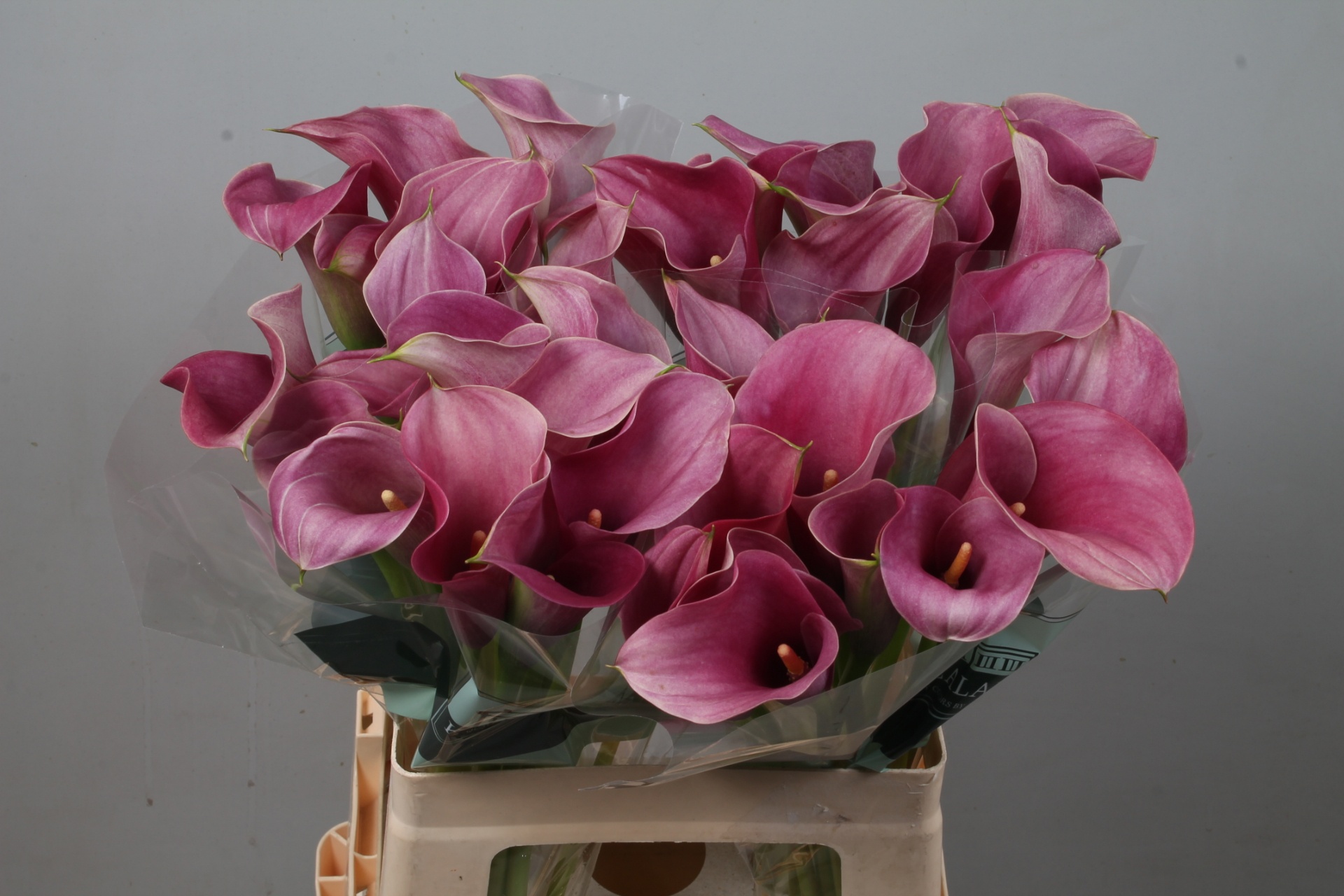 Calla Capt Romance 60cm