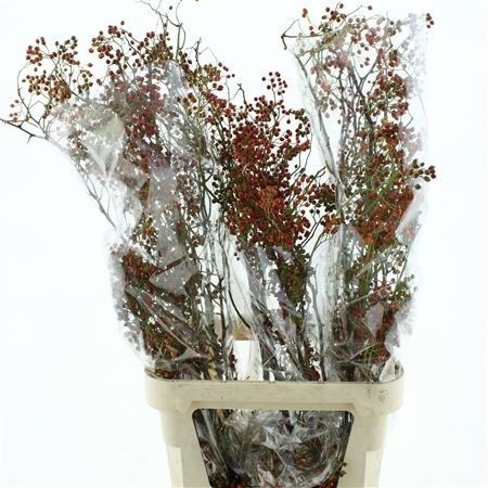Rosehips Corallo 100cm
