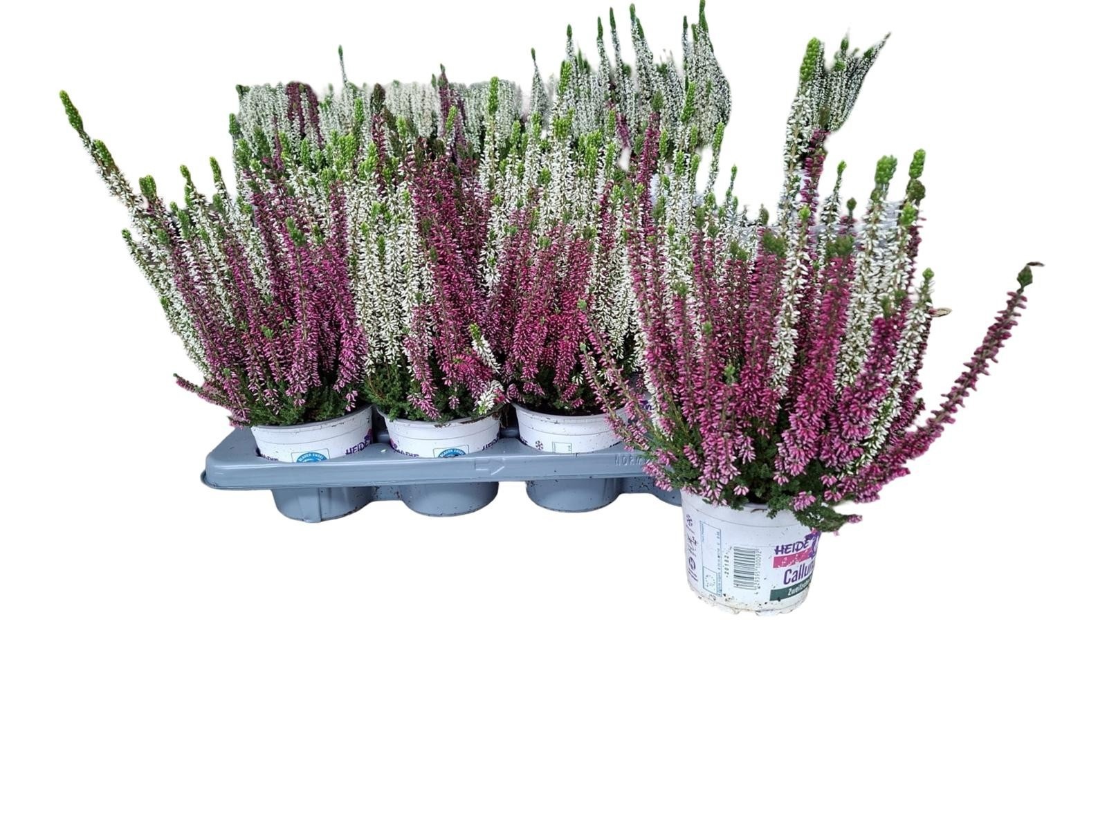 Callu B-l Mixk 13Ø 25cm