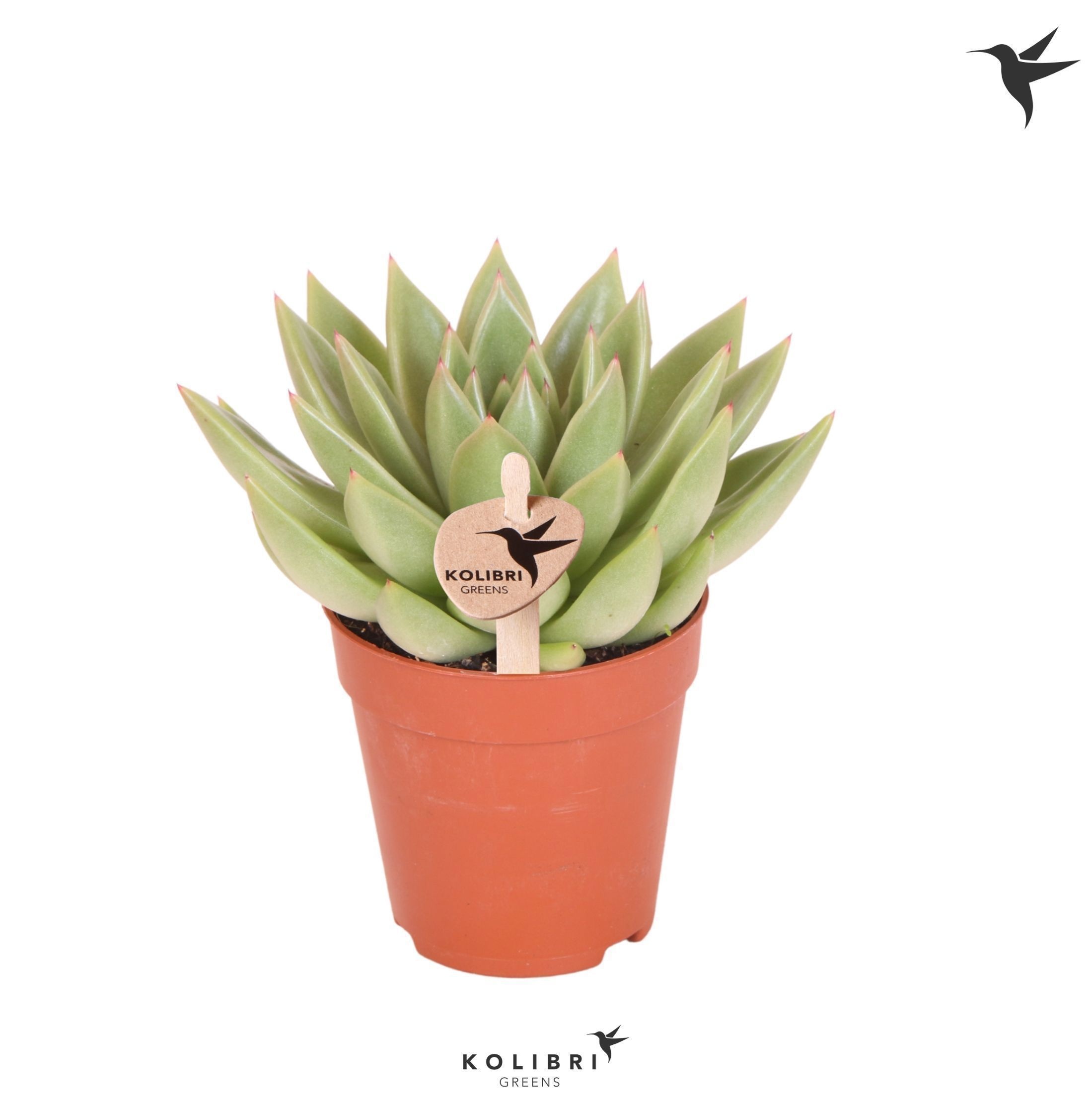 Echeveria Kolibri Greens Succulenten Echeveria Miranda