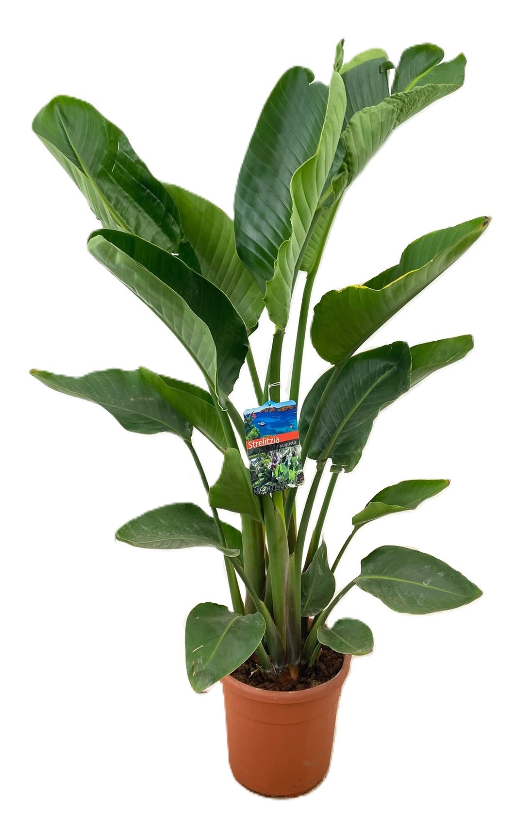 Strelitzia augusta