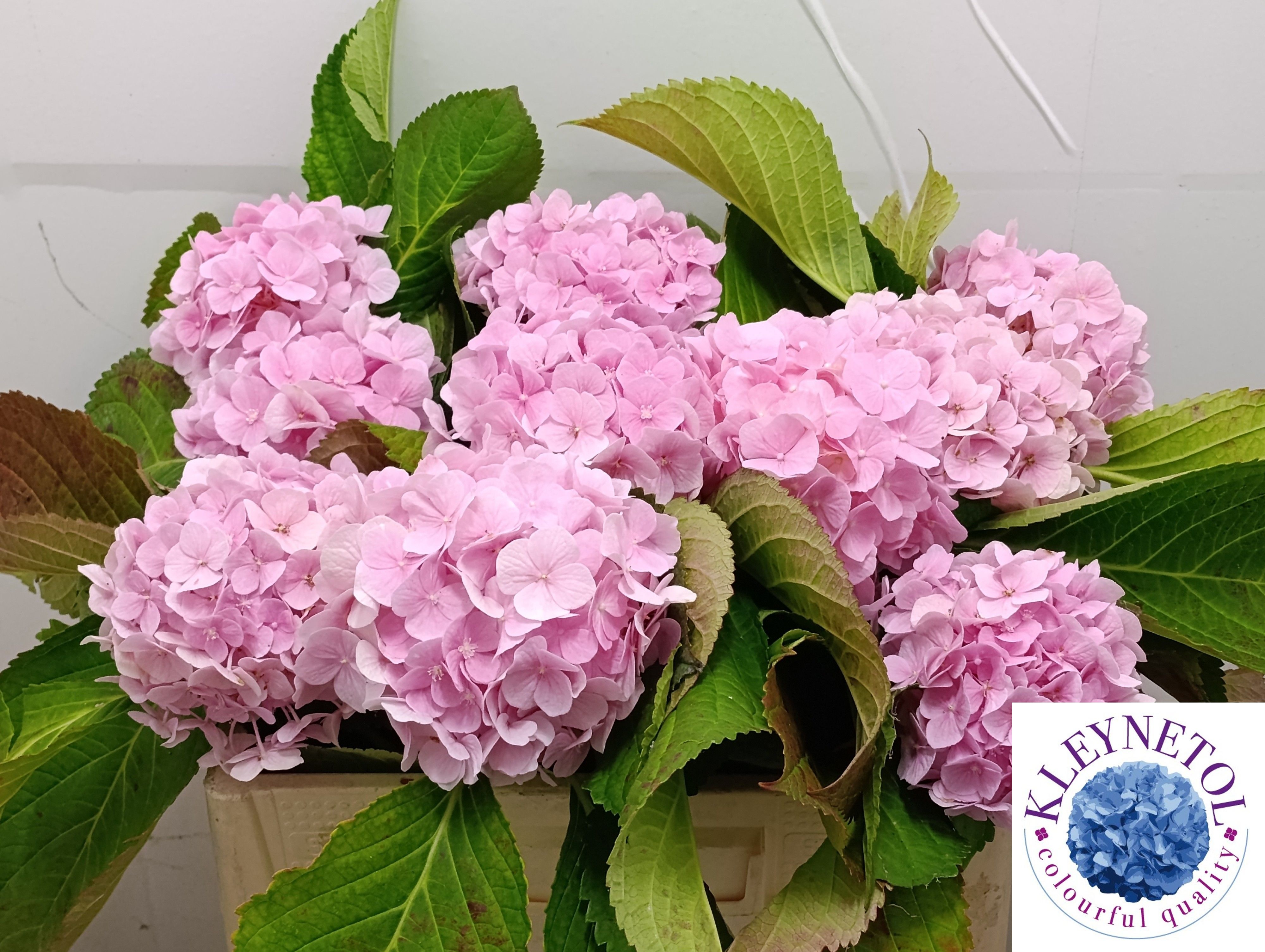 Hydrangea Verena Pink 50cm 16Ø