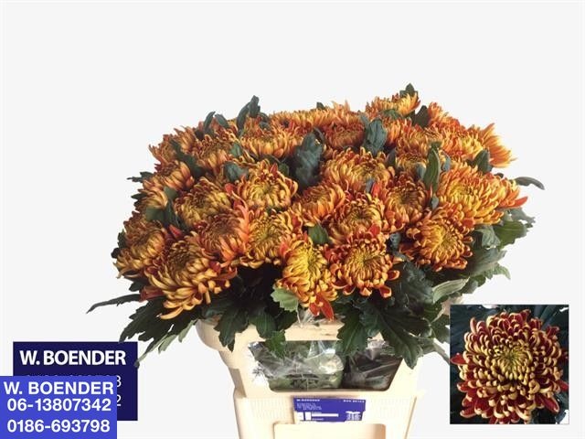 Chrys Single Fuego 70cm 90gram