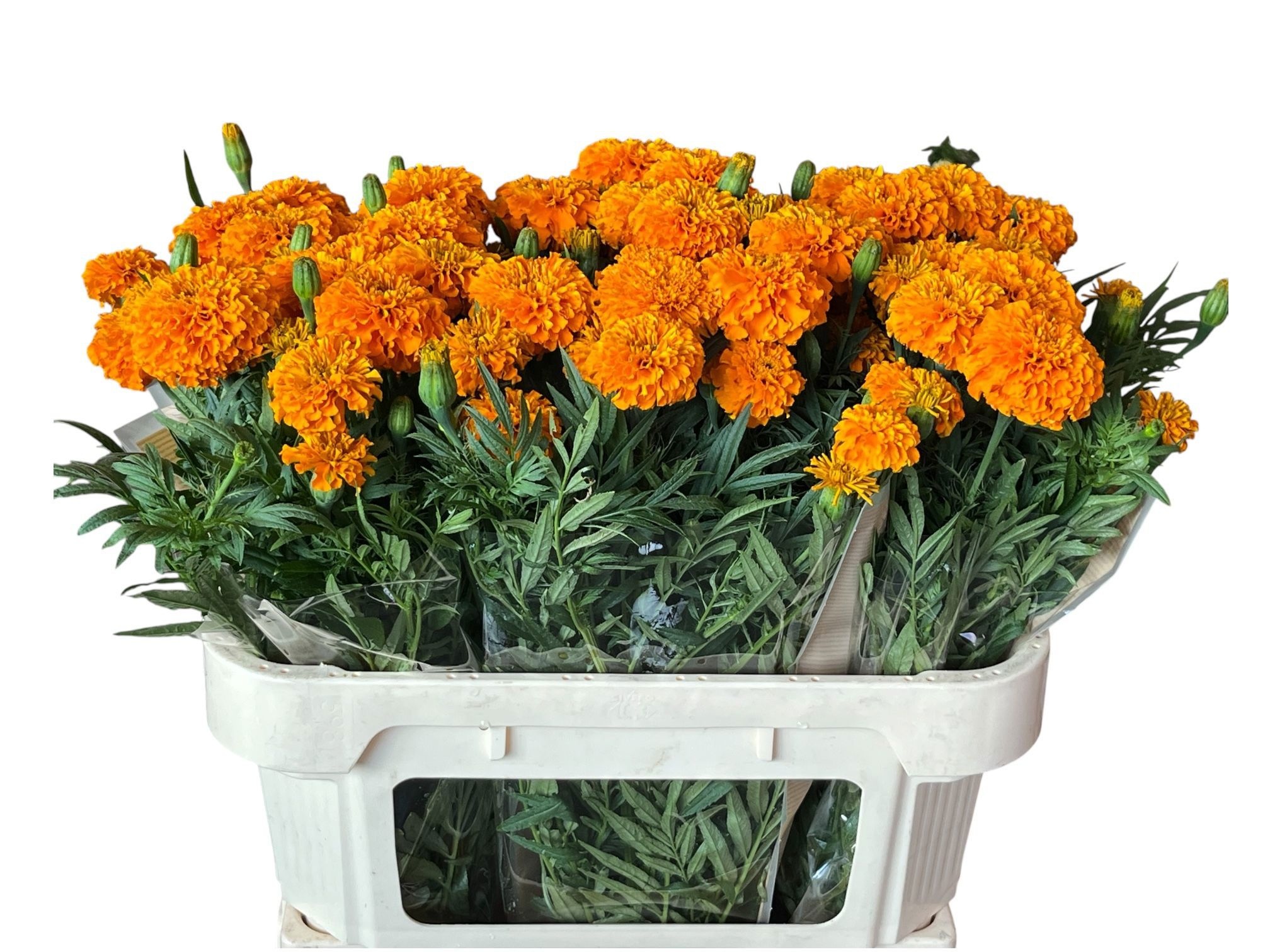 Tage E Co Deep Orang 70cm