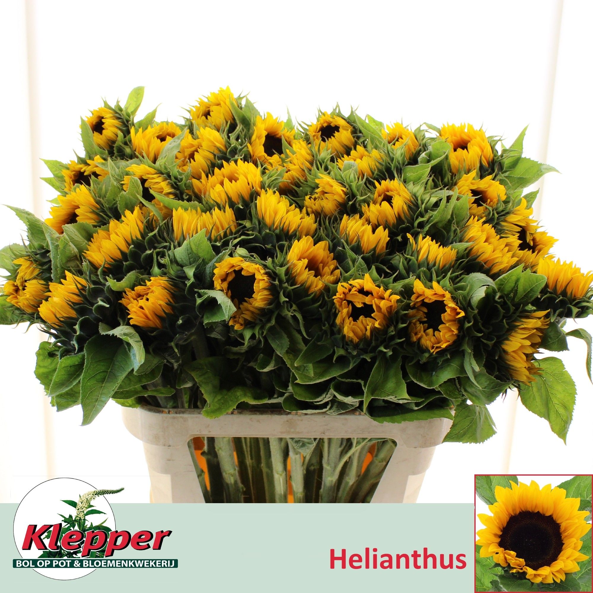 Helianthus Sunrich Or 80cm