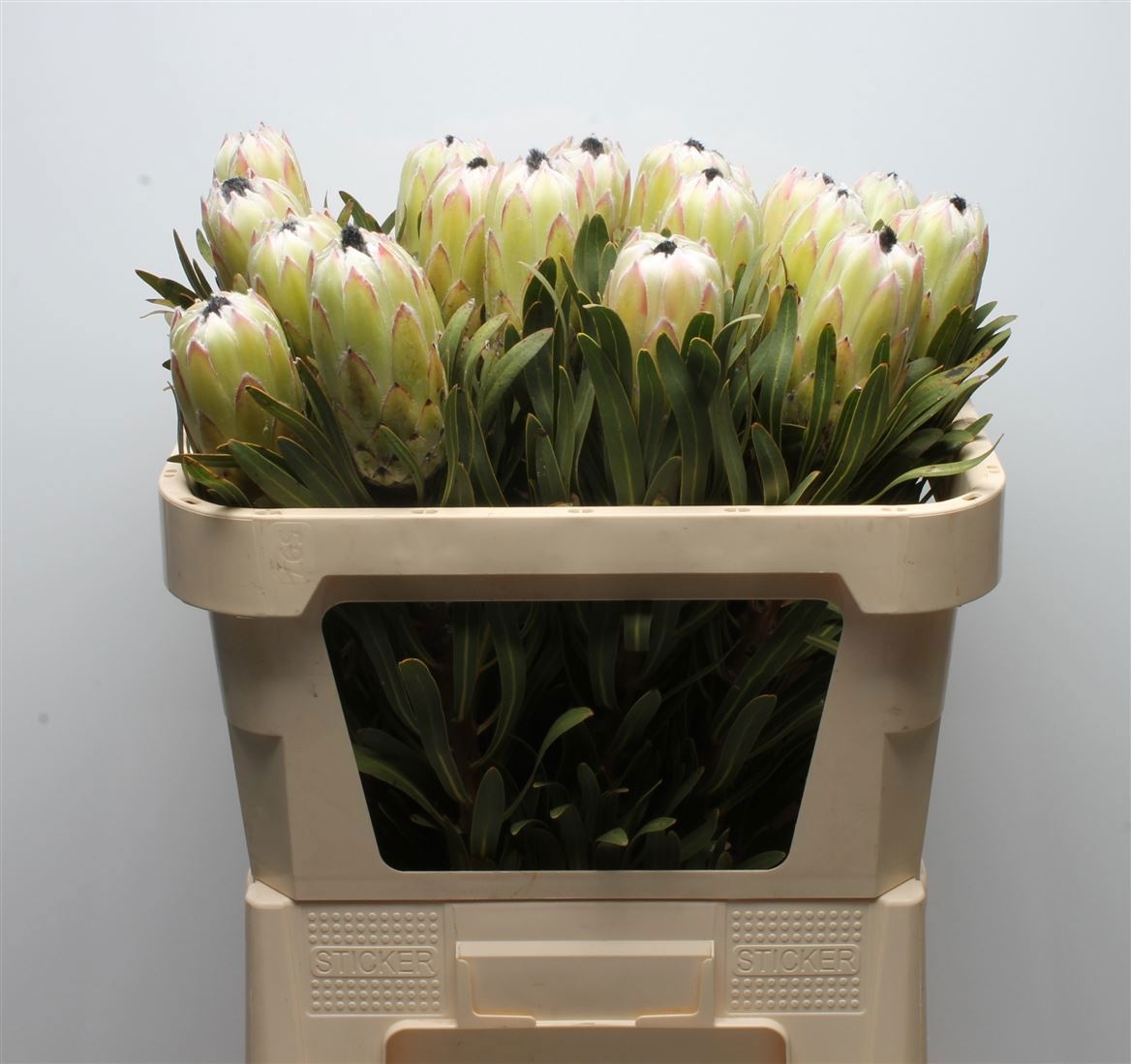 Protea White Night 70cm