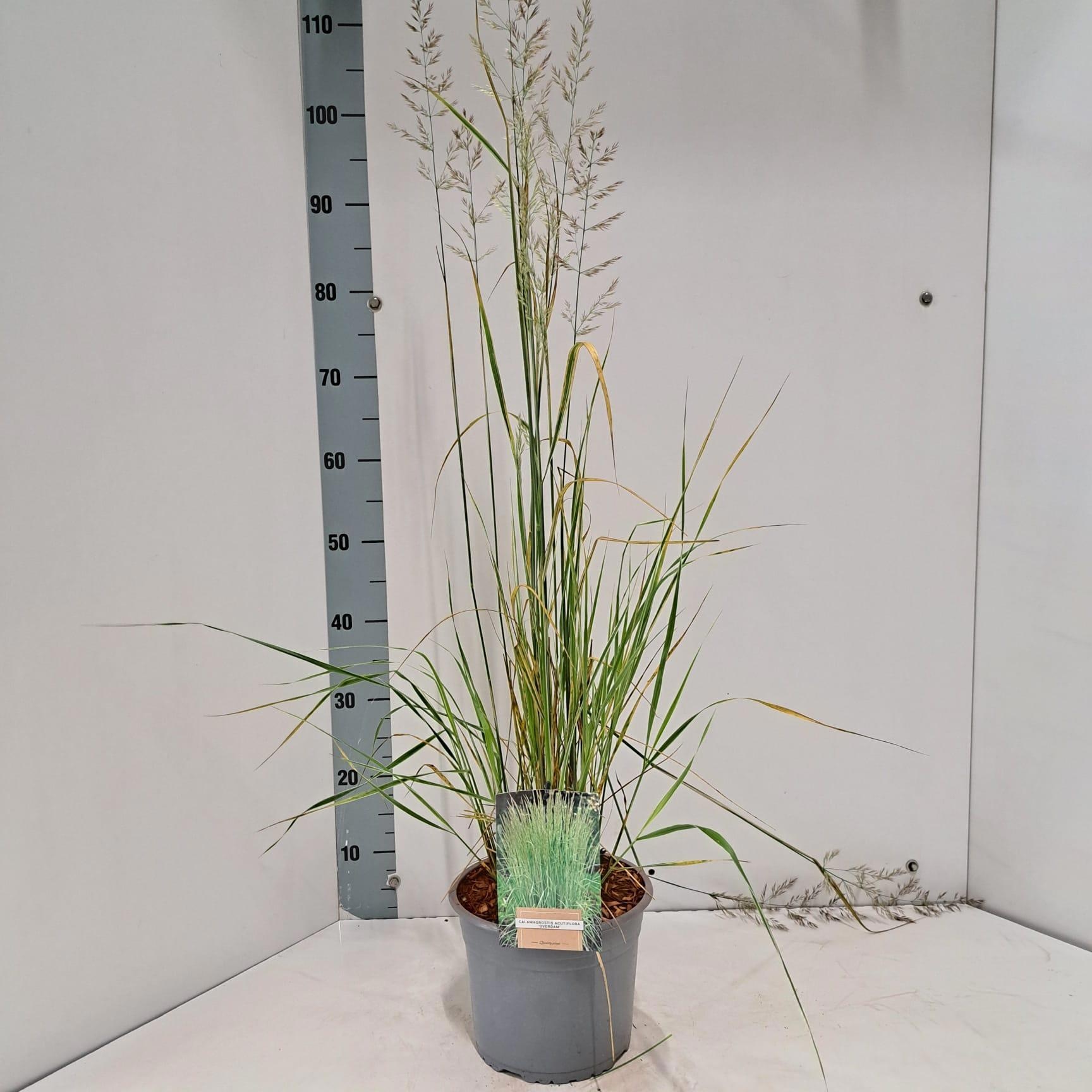 Calamagrostis acutiflora 'Overdam'