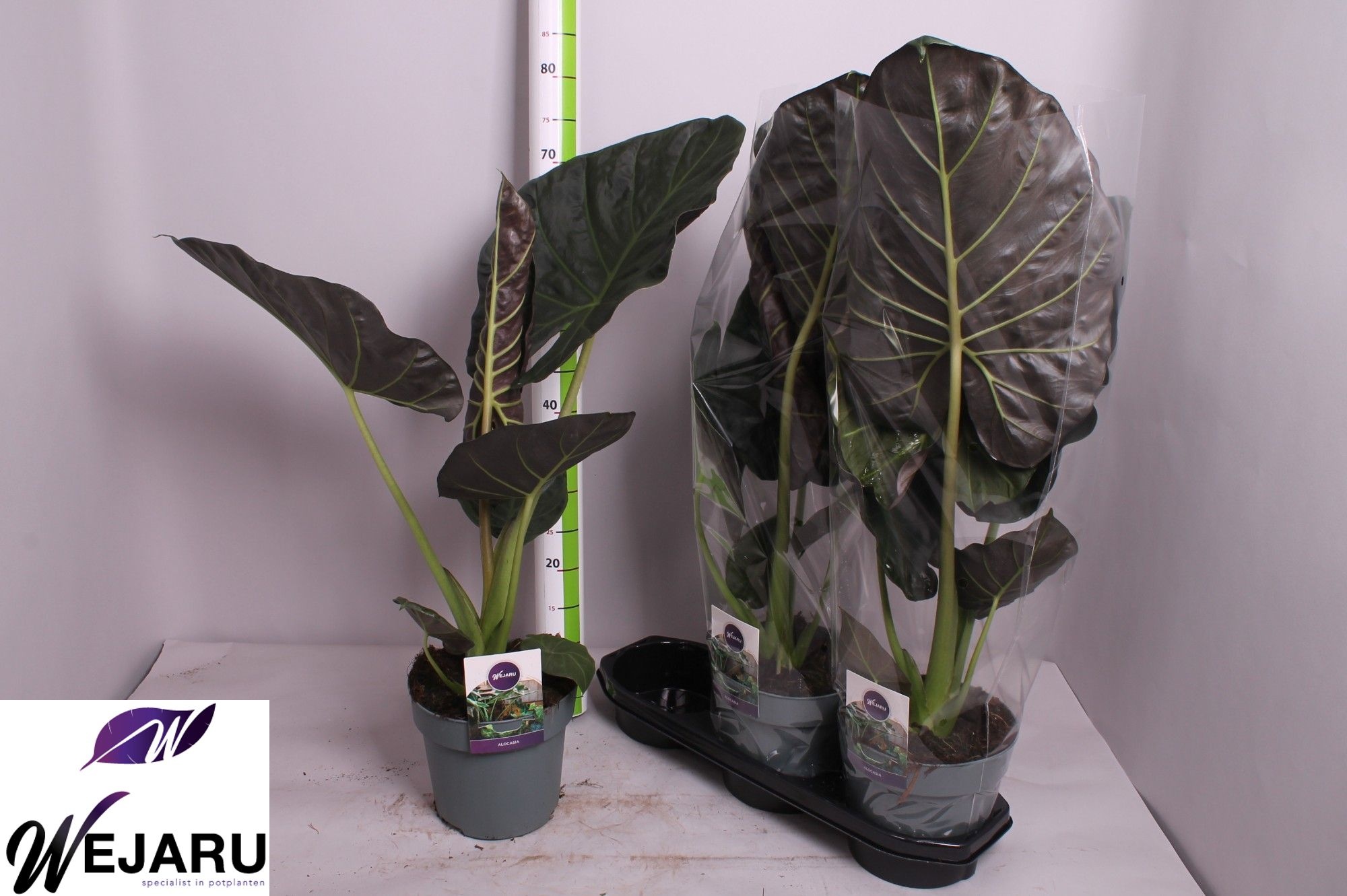Alocasia 'Regal Shields' - Alocasia