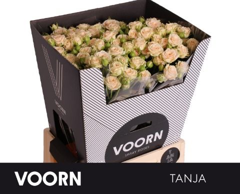 Rosa Spr Tanja 70cm