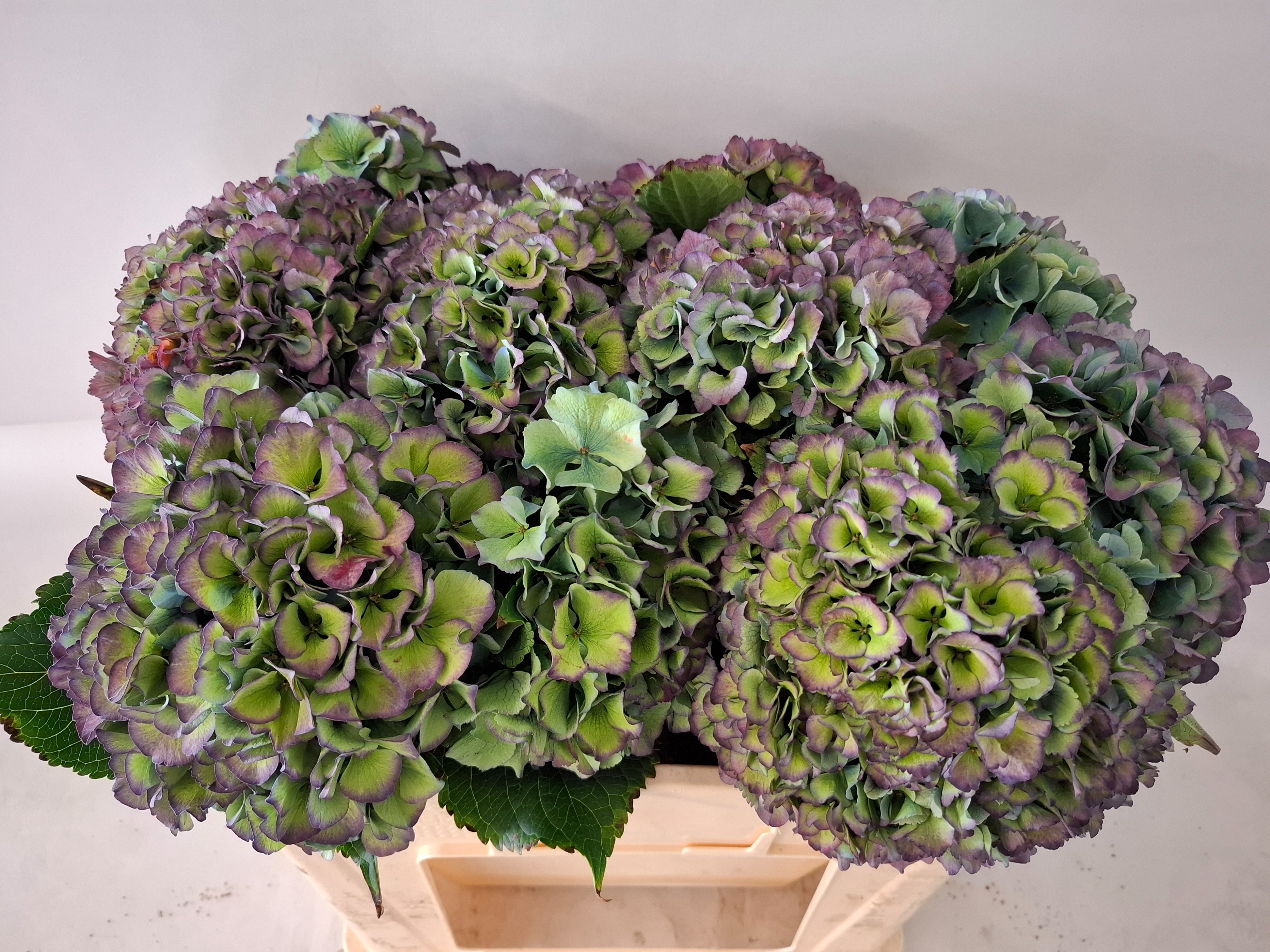 Hydrangea Royal Parade Classic 50cm 19Ø