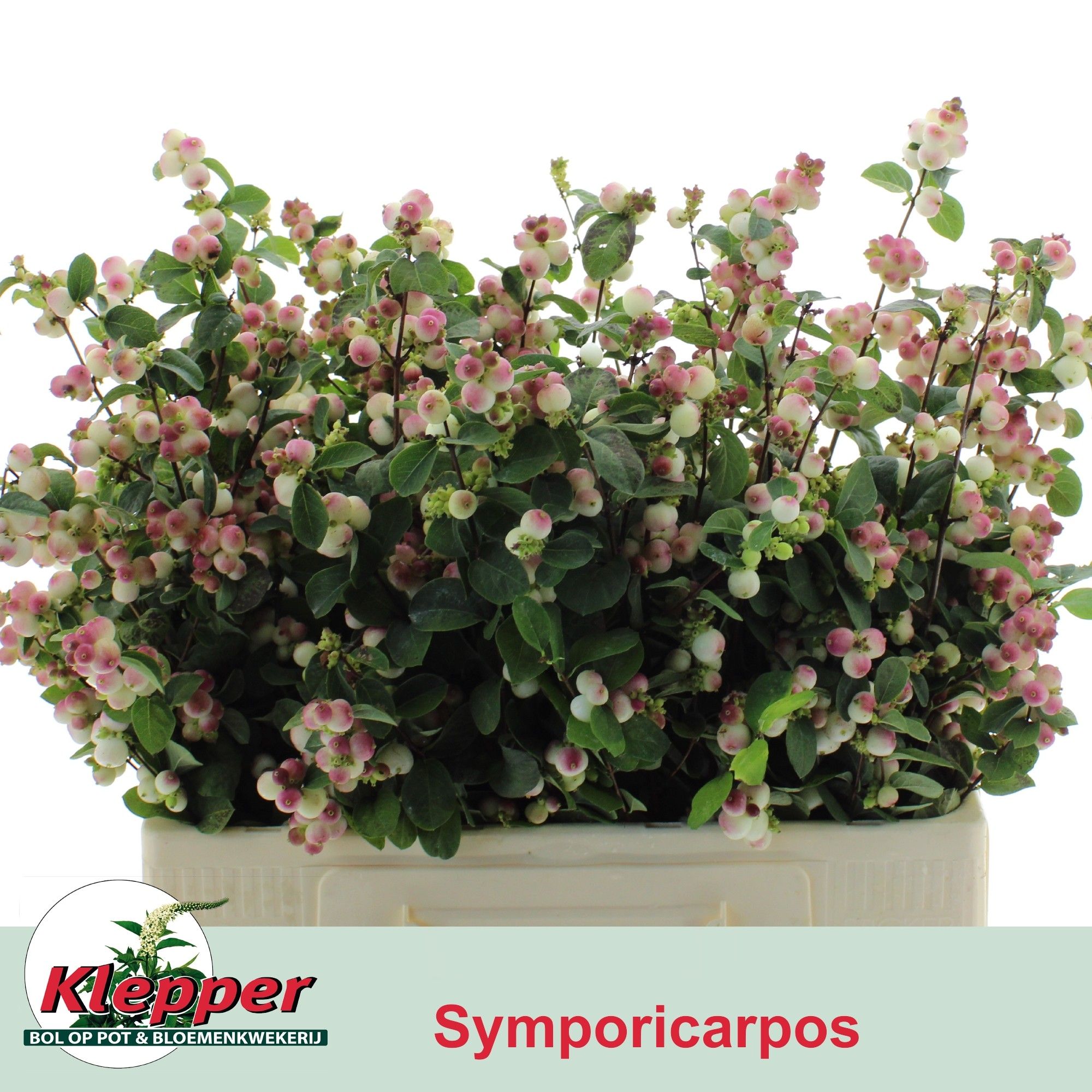 Sympho Mag R Ri Hood