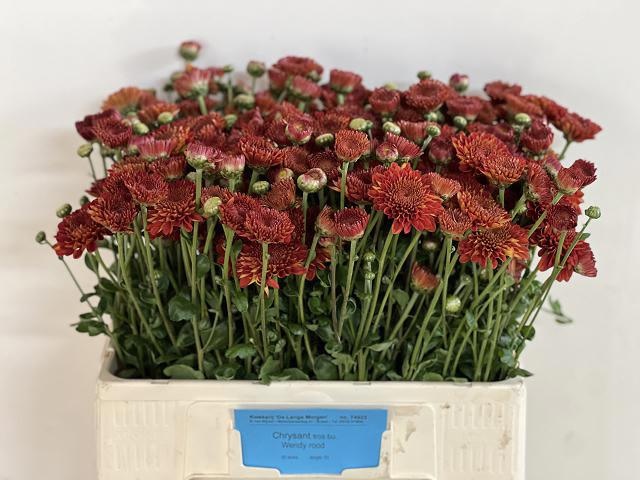 Chrys Spray Wendy Red 50cm 45gram