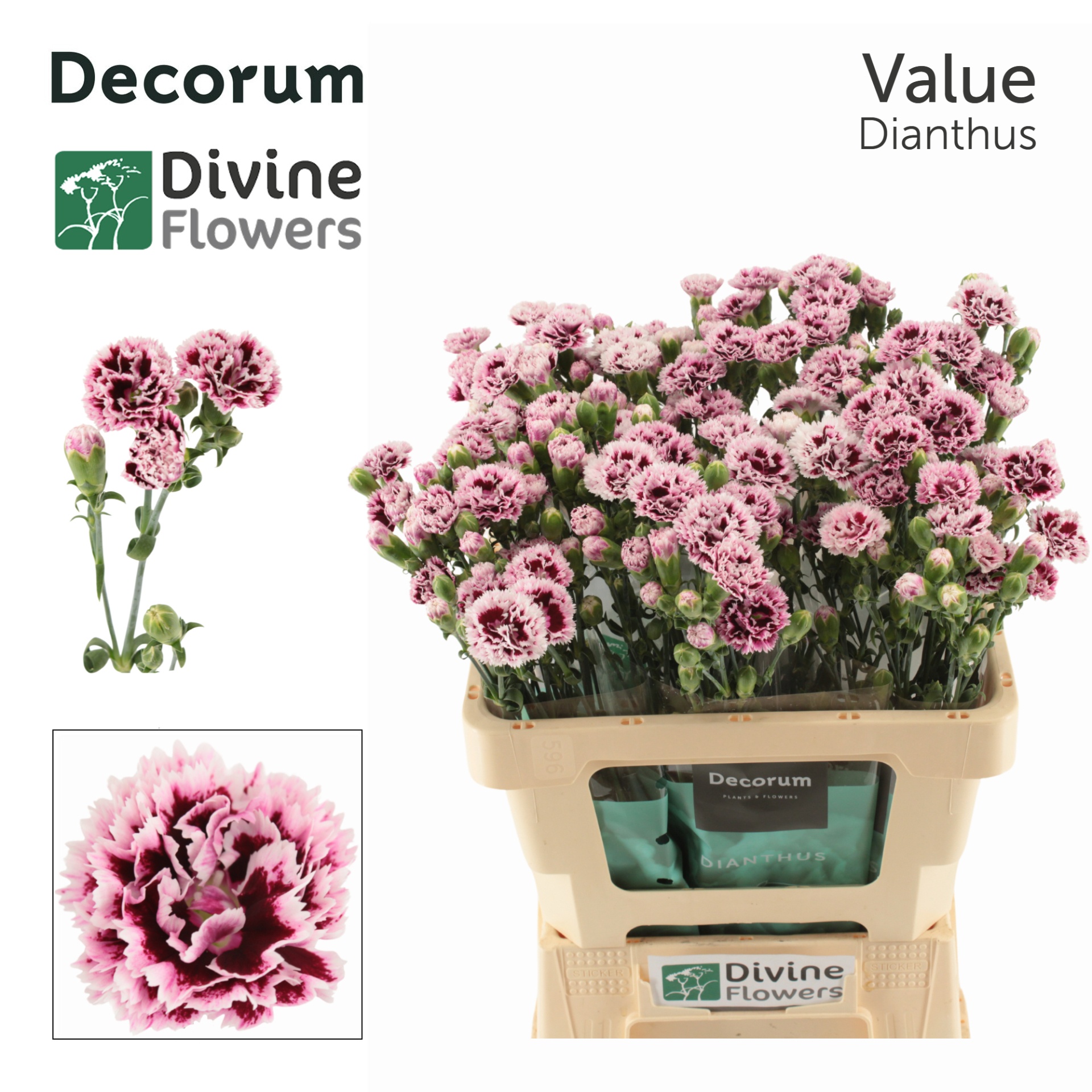 Di Fiorino Value