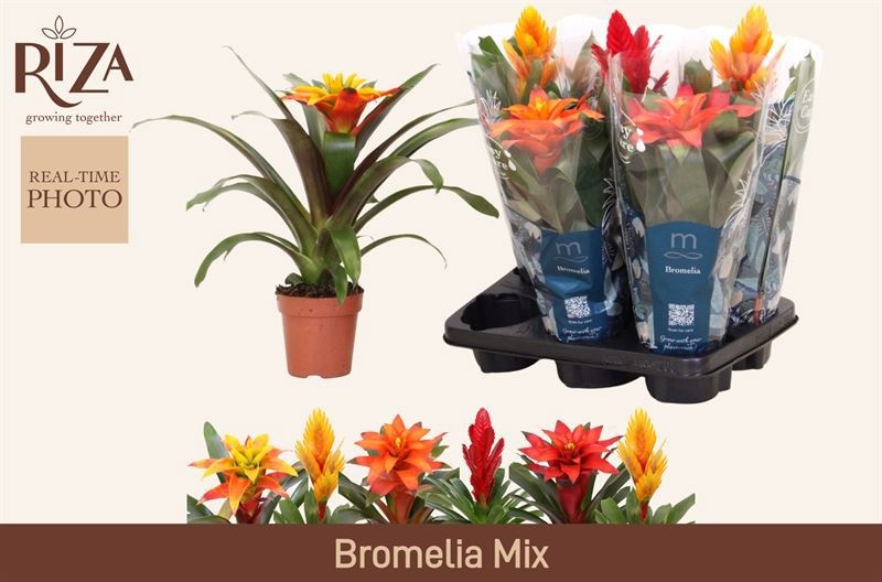 Bromelia Gem 6 Srt 12P 45H