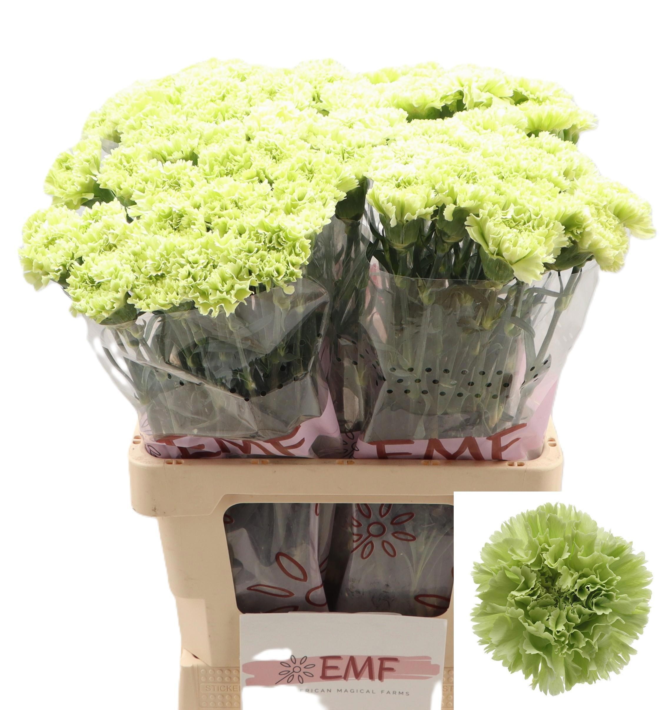 Dianthus St Goblin 60cm