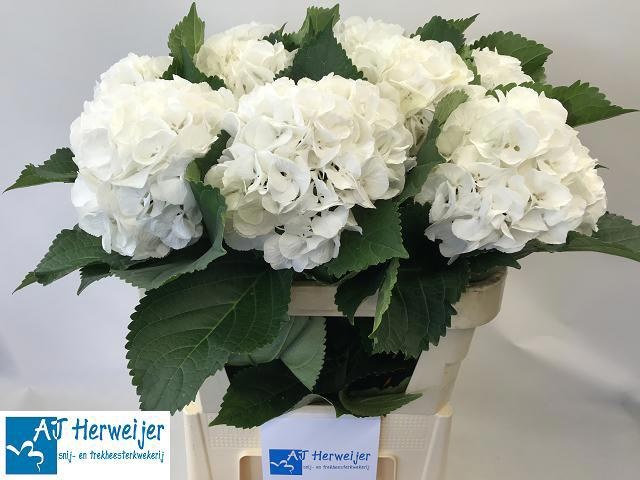 Hydrangea Royal Princess 60cm 18Ø