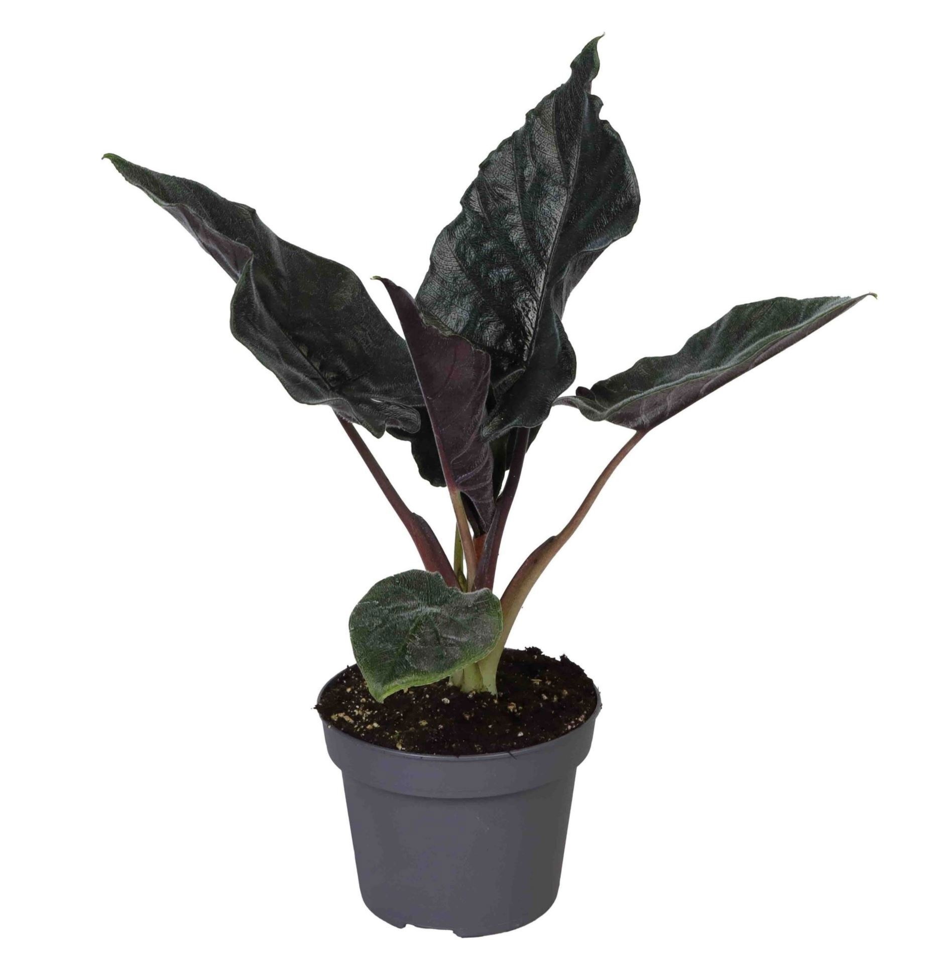 Alocasia 'Antoro Velvet'