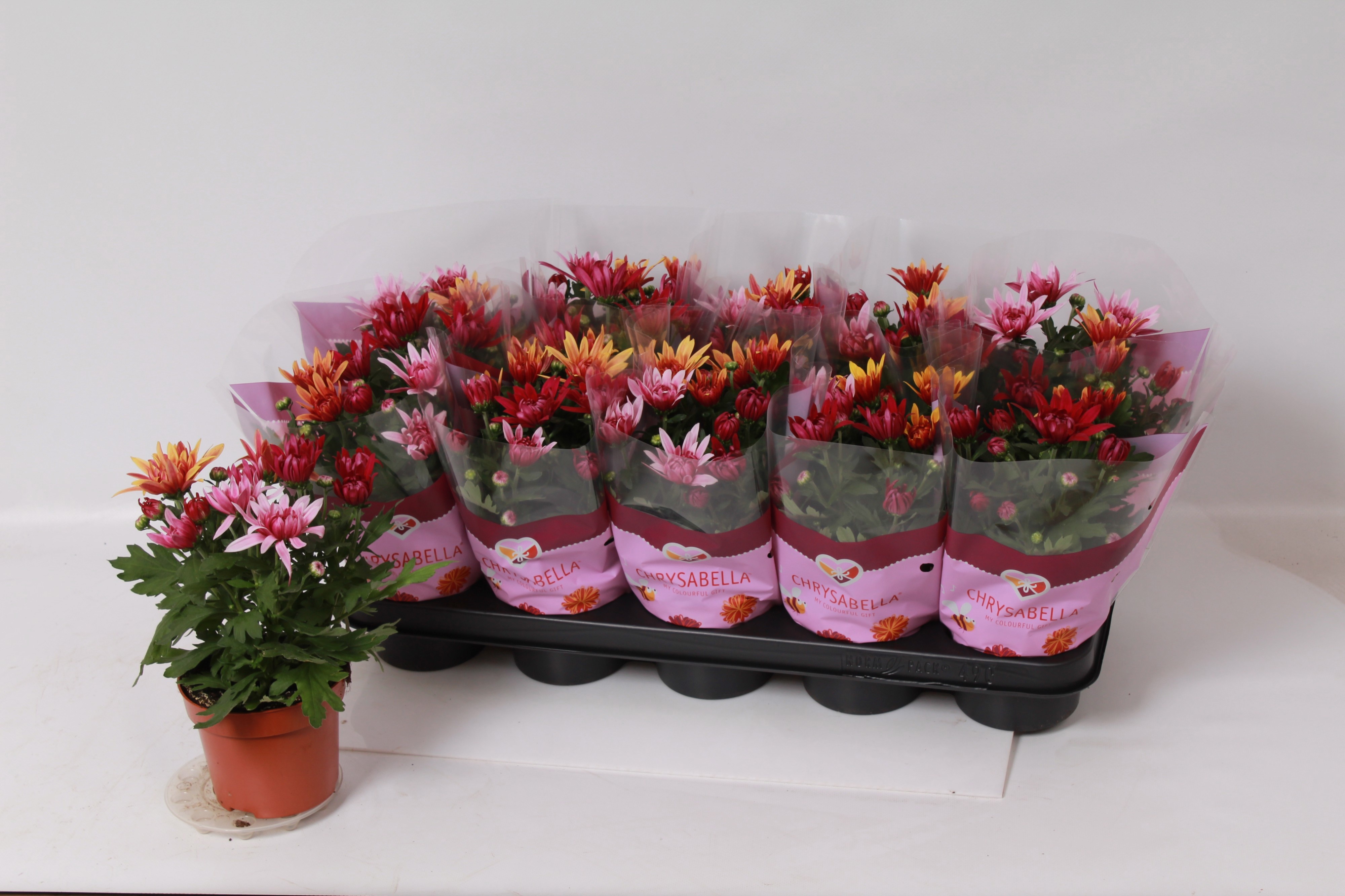 Chrys Gemengd P Pot 12Ø 26cm