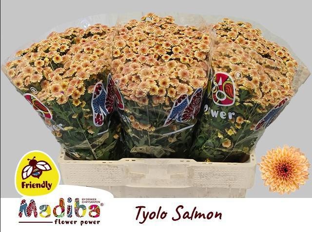 Chrys Santini Mad Tyolo Salmon 55cm 900Ø
