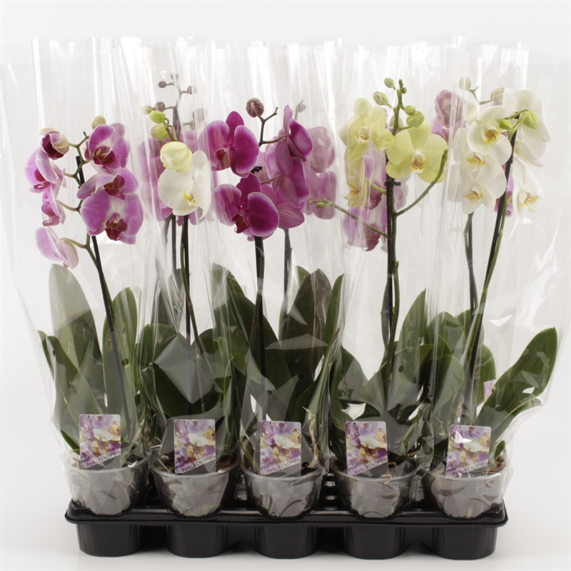 Picture of Phalaenopsis in varieties 1 spike A2 Quality P12 55CM