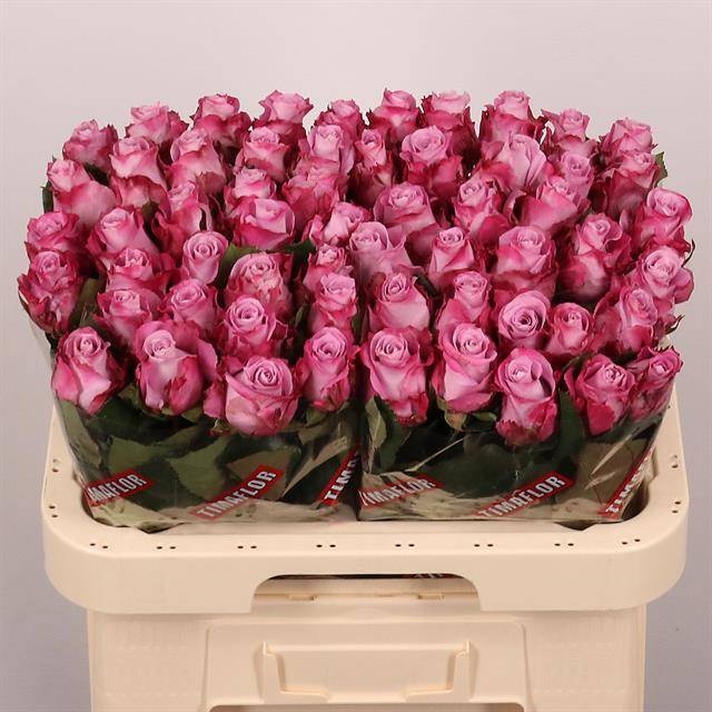 Rosa Maritim 60cm