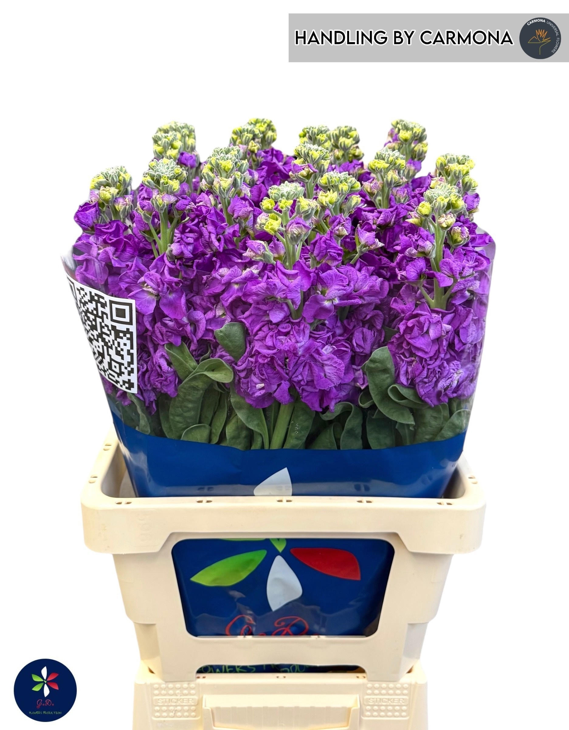 Matthiola Iron Purple 70cm