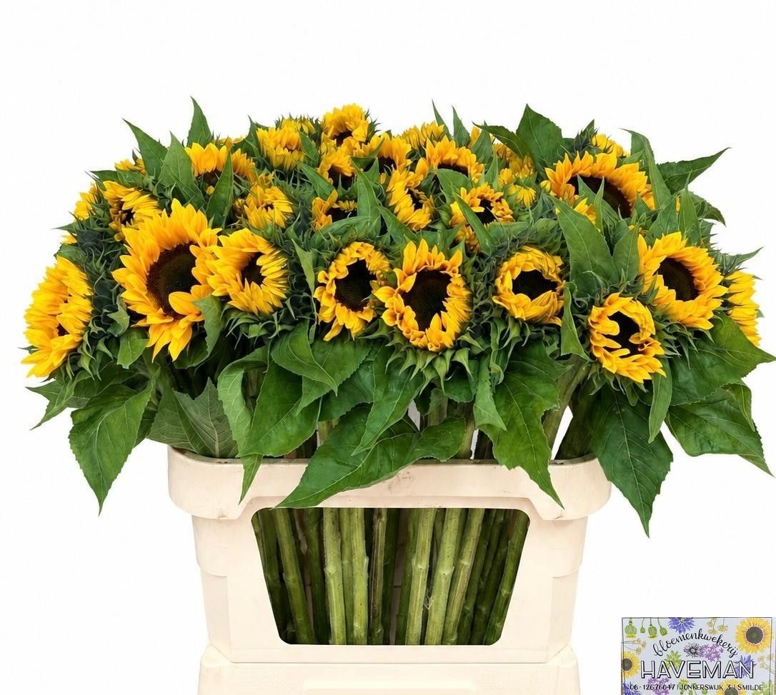 Helianthus Sunrich Or 80cm 14Ø