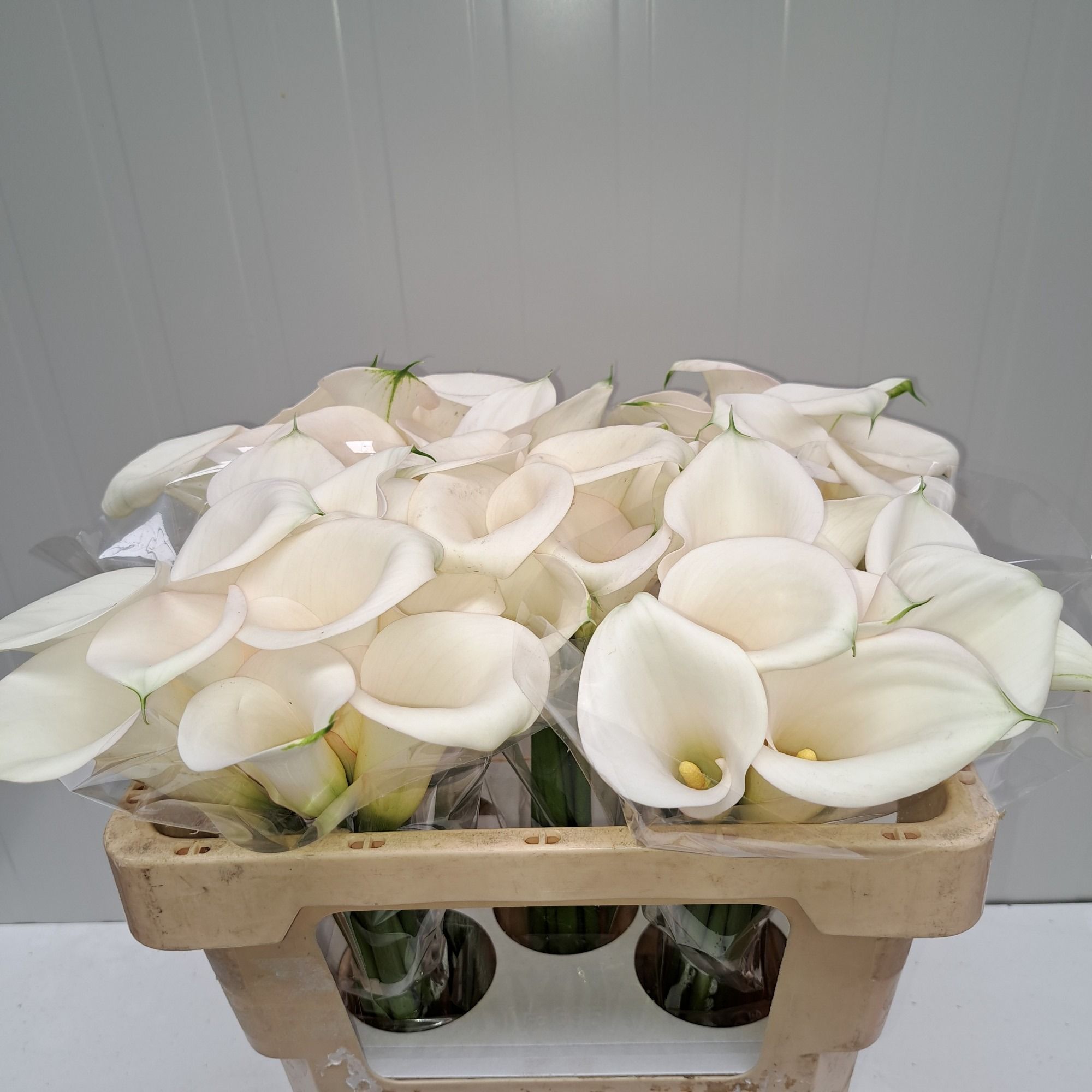 Calla Ivory Art 50cm