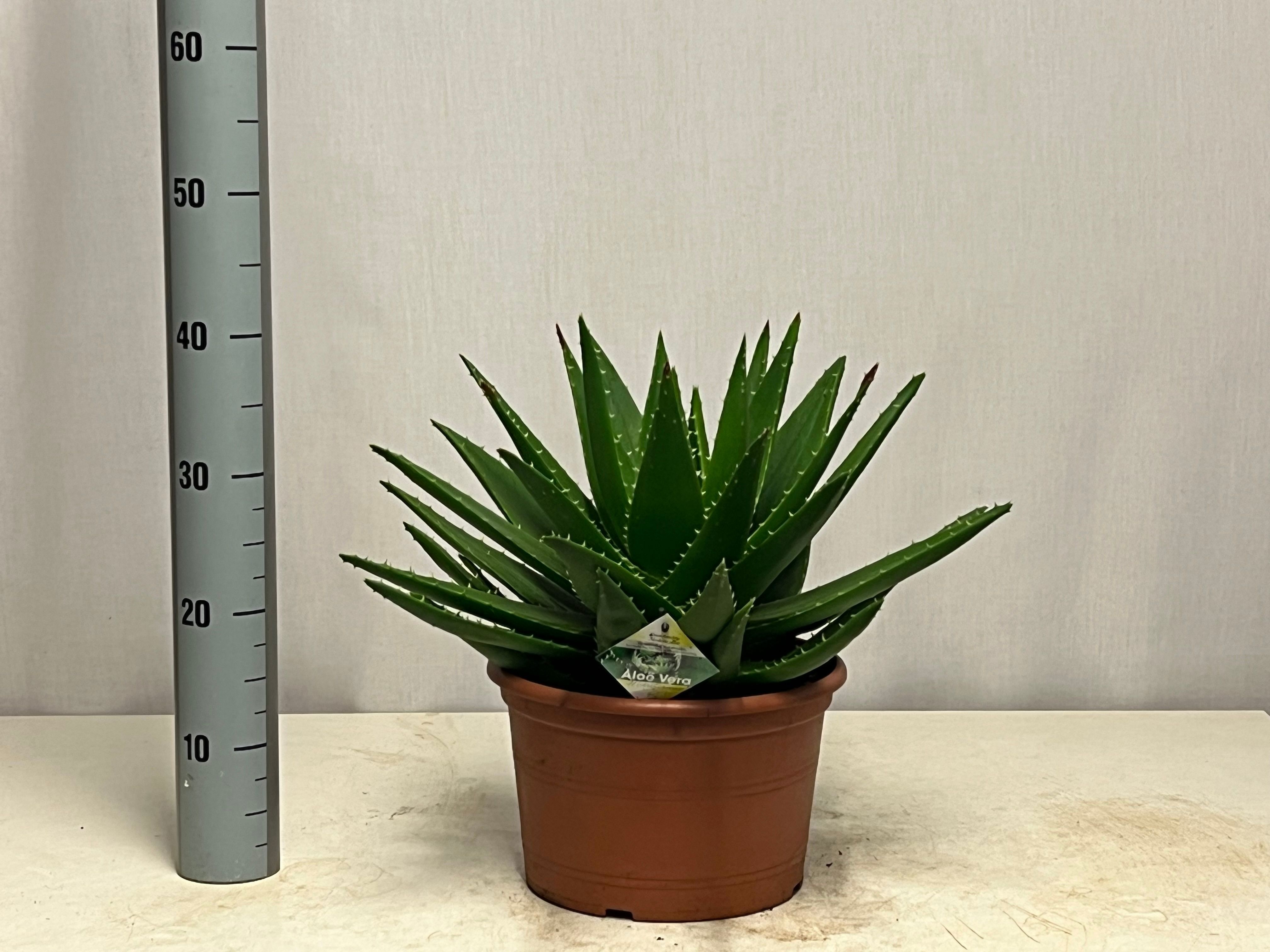 aloe vera gel 100 natural Aloevera Gel (100% Pure & Fresh) – Moi Natural main image 1