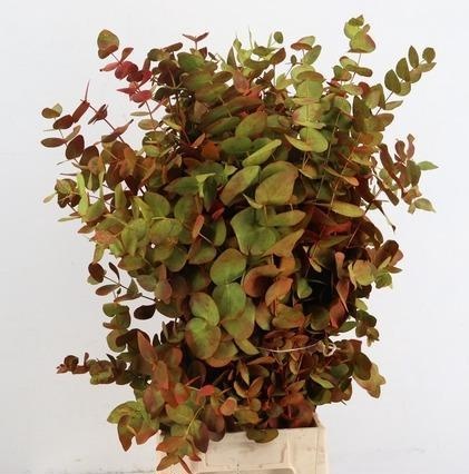 Eucalyp Klb Bs H% 65L.cm 300gram