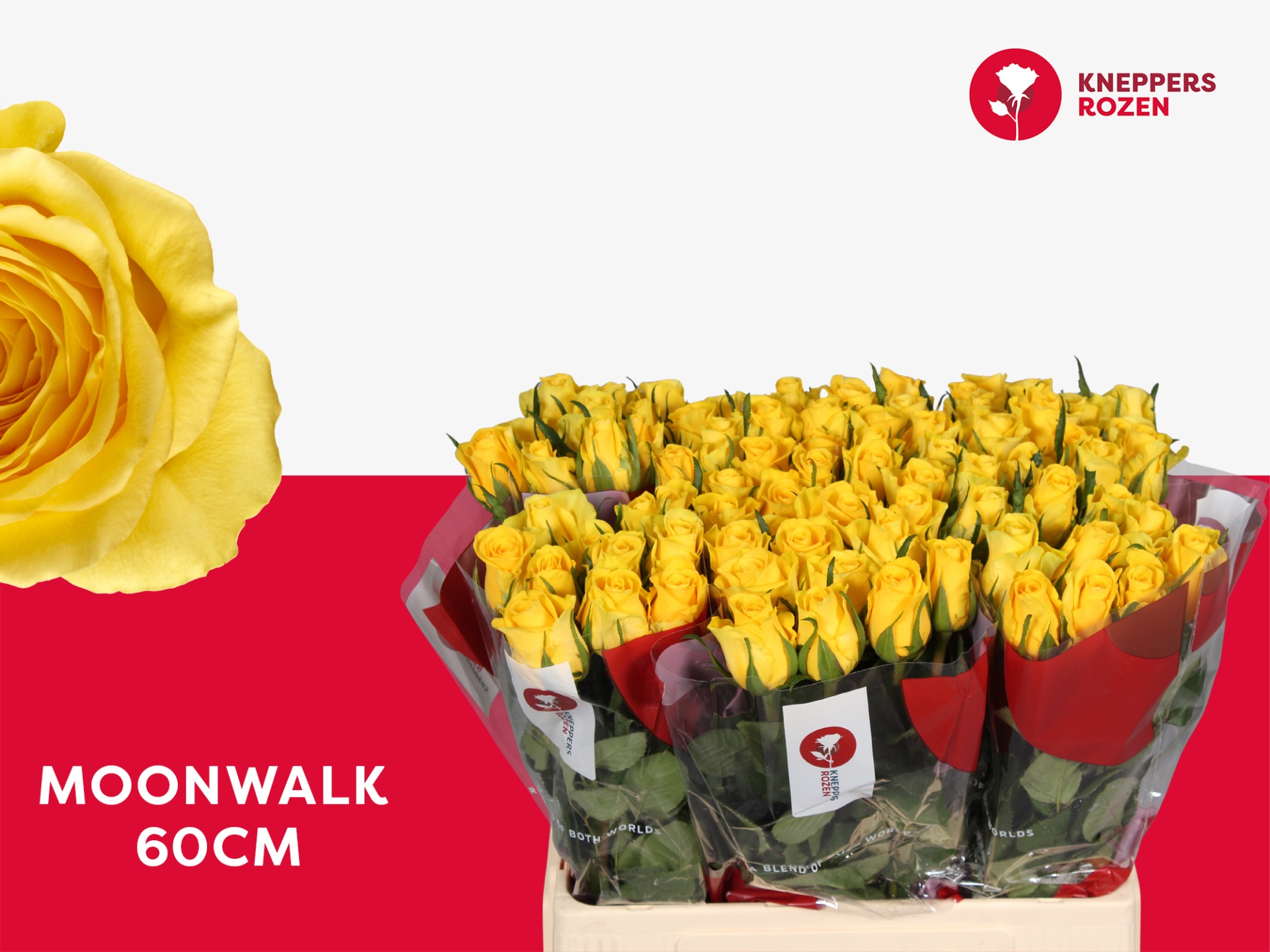 Rosa Moonwalk 60cm