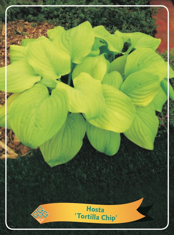 Picture of Hosta Mix 6x10 srt. per shelve P11