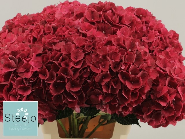 Hydr M Mag Rubyred