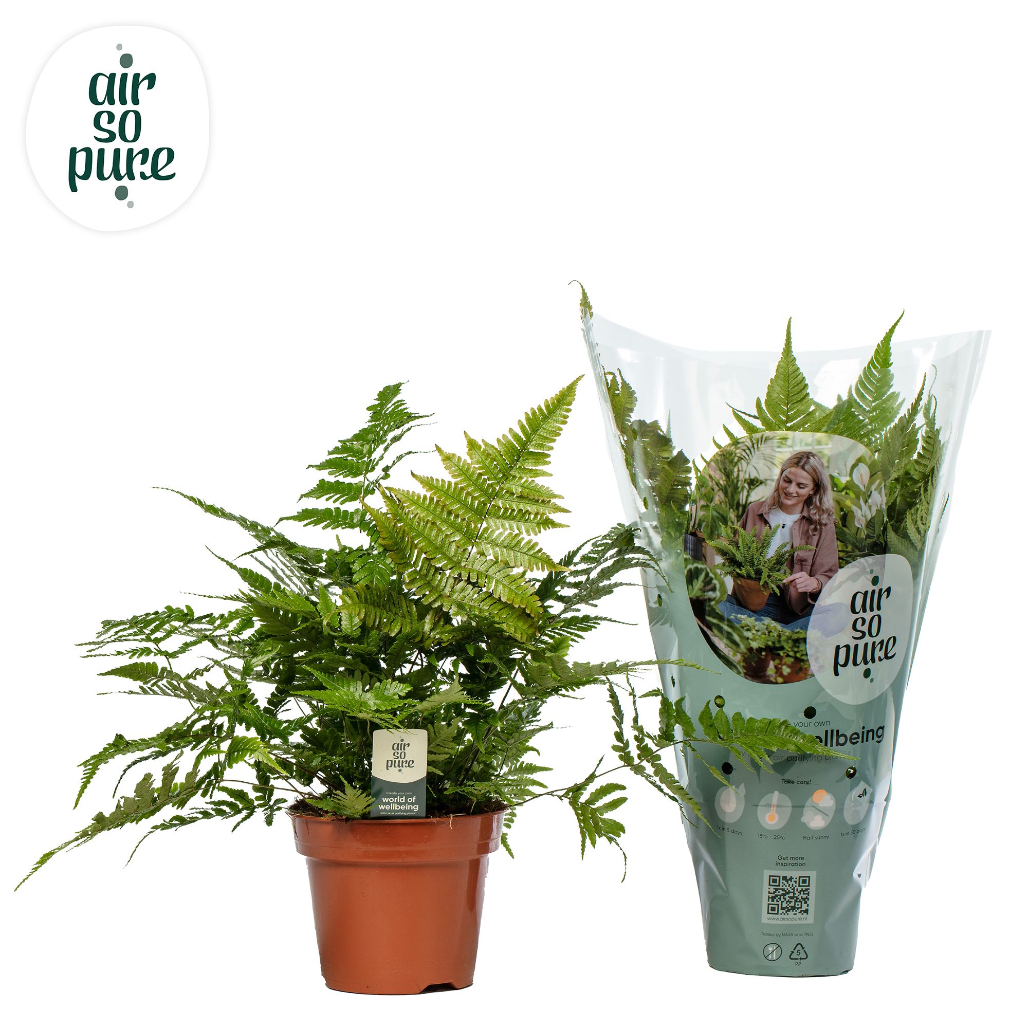 bufo plant medicine BUFO RANA 1M – Buy Bakson main image 0