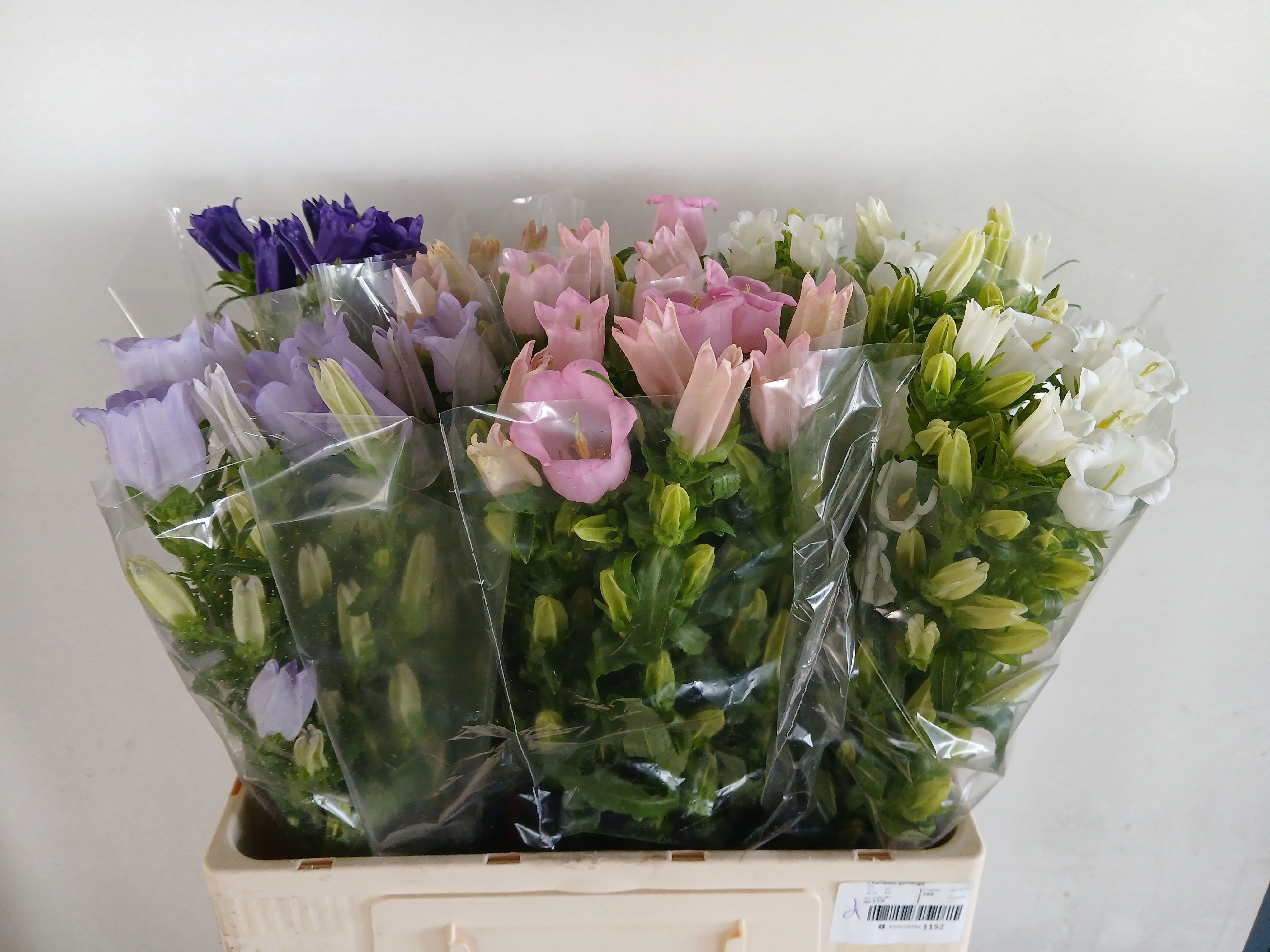 Campanula Medium Asst 60cm