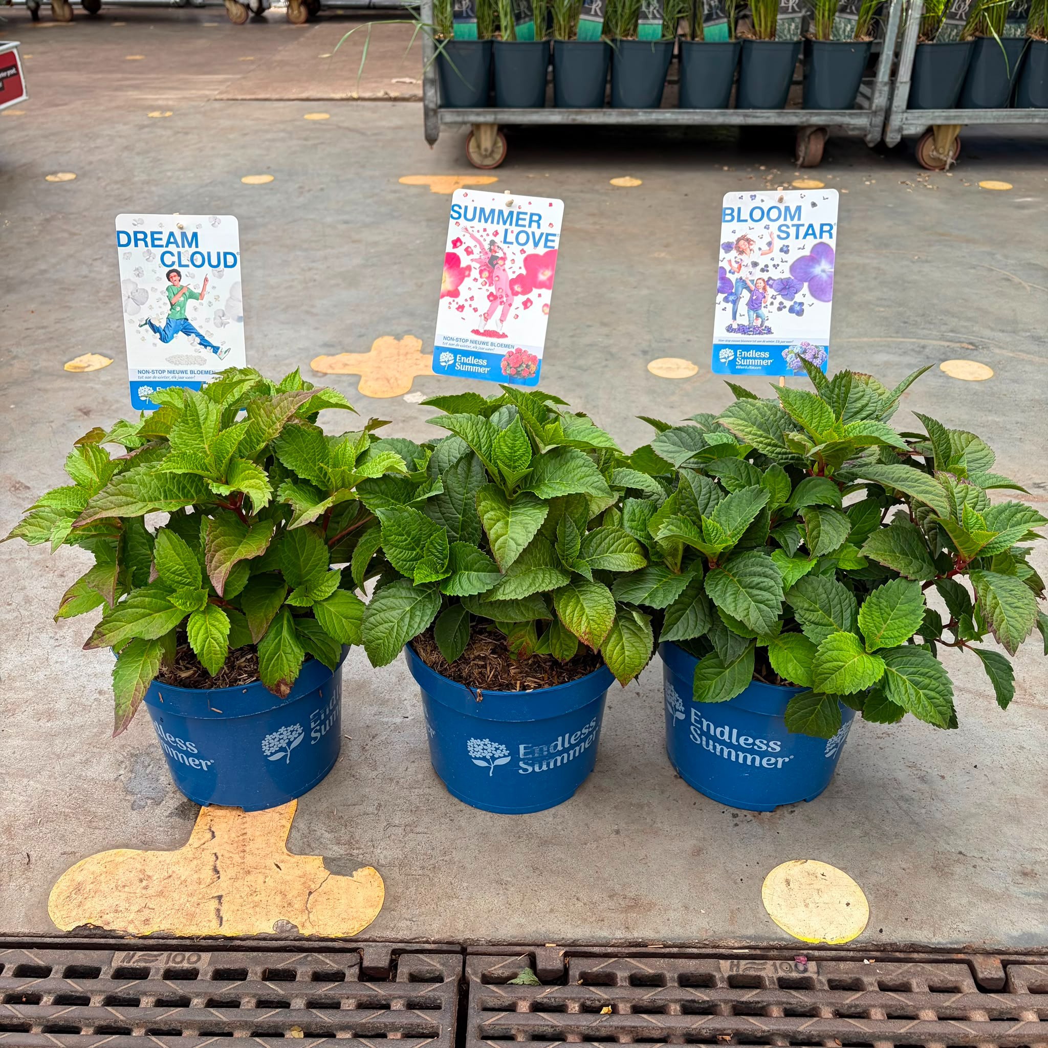 Hydrangea 'Endless Summer Mix'