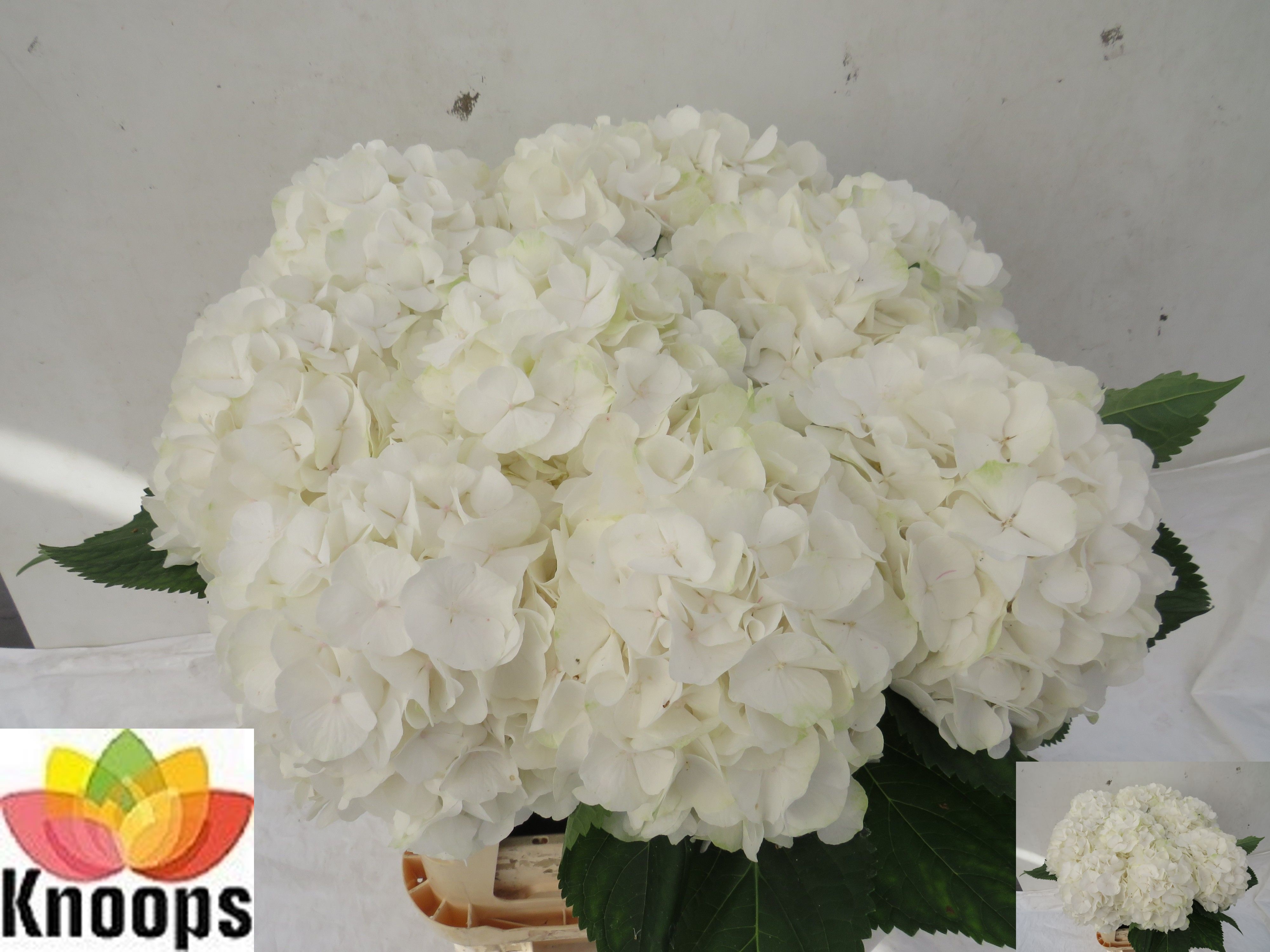 Hydrangea White Verena 80cm 23Ø
