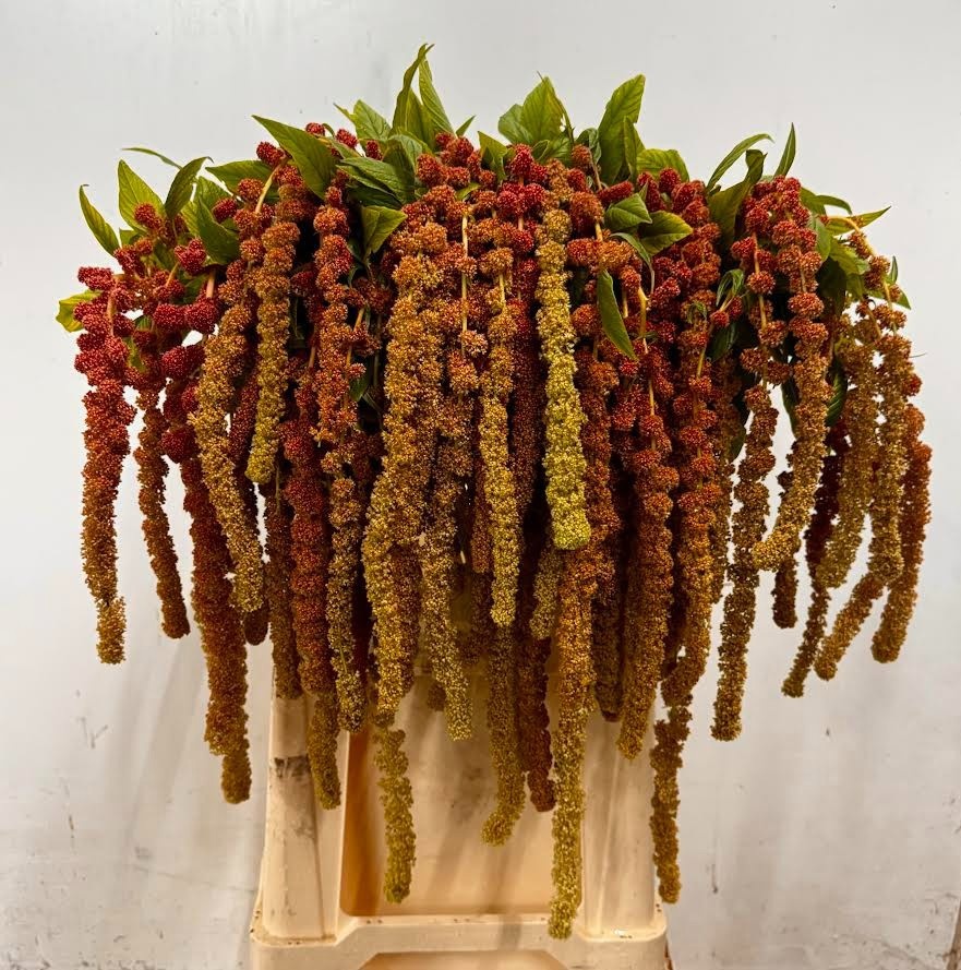 Amaranthus Hang Coral Fountain 80cm